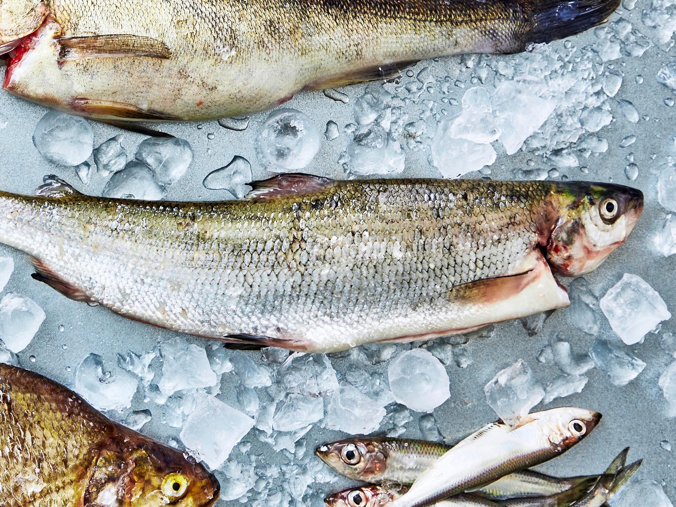 Siika on kalojen aatelia – arvostettu ruokakala maistuu herkulliselta paistettuna, grillattuna, savustettuna tai graavattuna