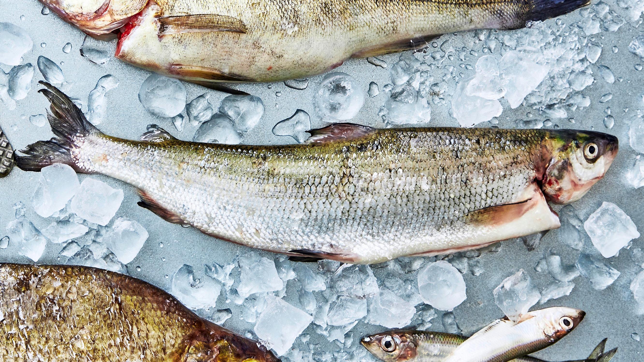 Siika on kalojen aatelia – arvostettu ruokakala maistuu herkulliselta paistettuna, grillattuna, savustettuna tai graavattuna