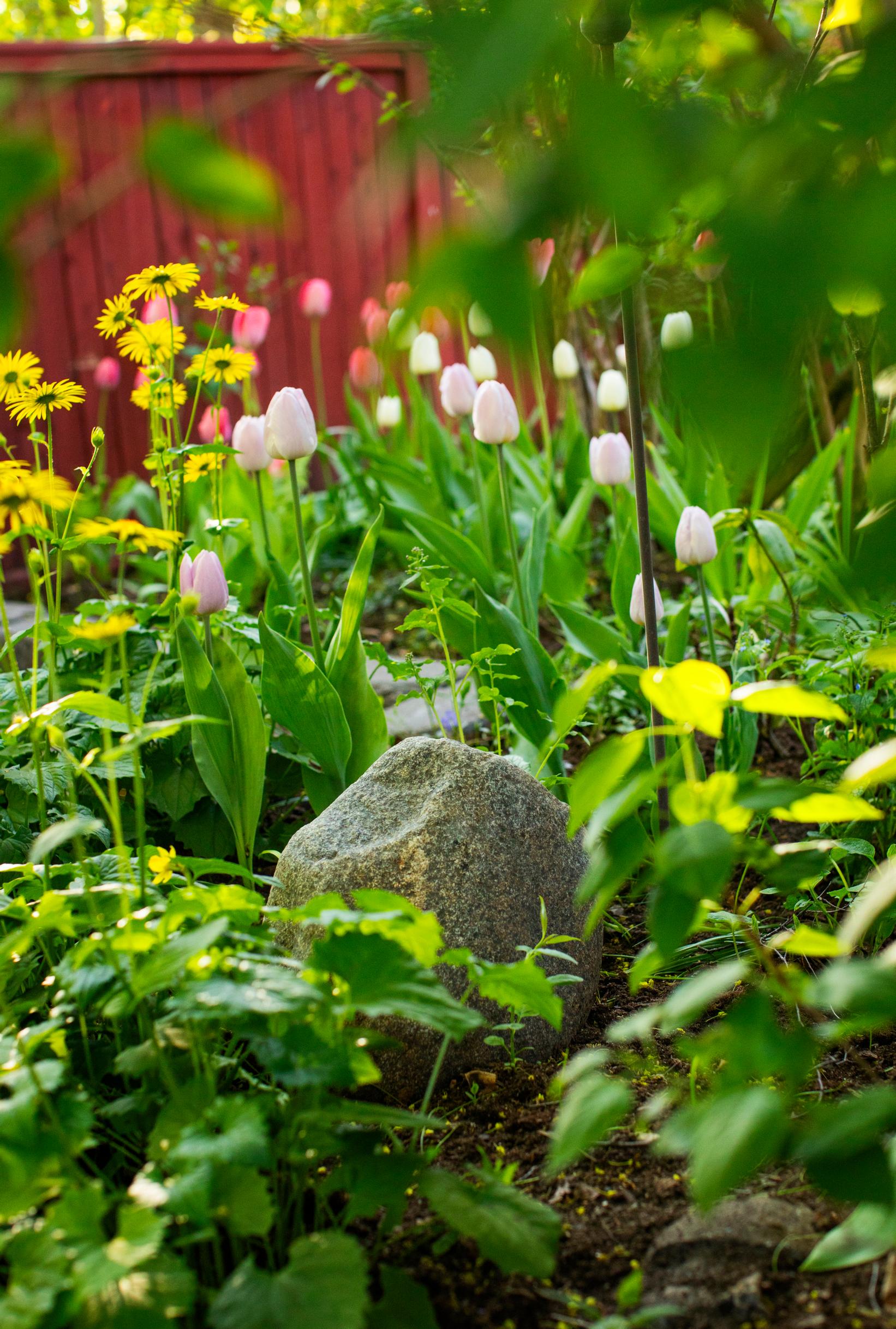 Kevätvuohenjuuri ja liiloja ’Candy Prince’ -tulppaaneja.