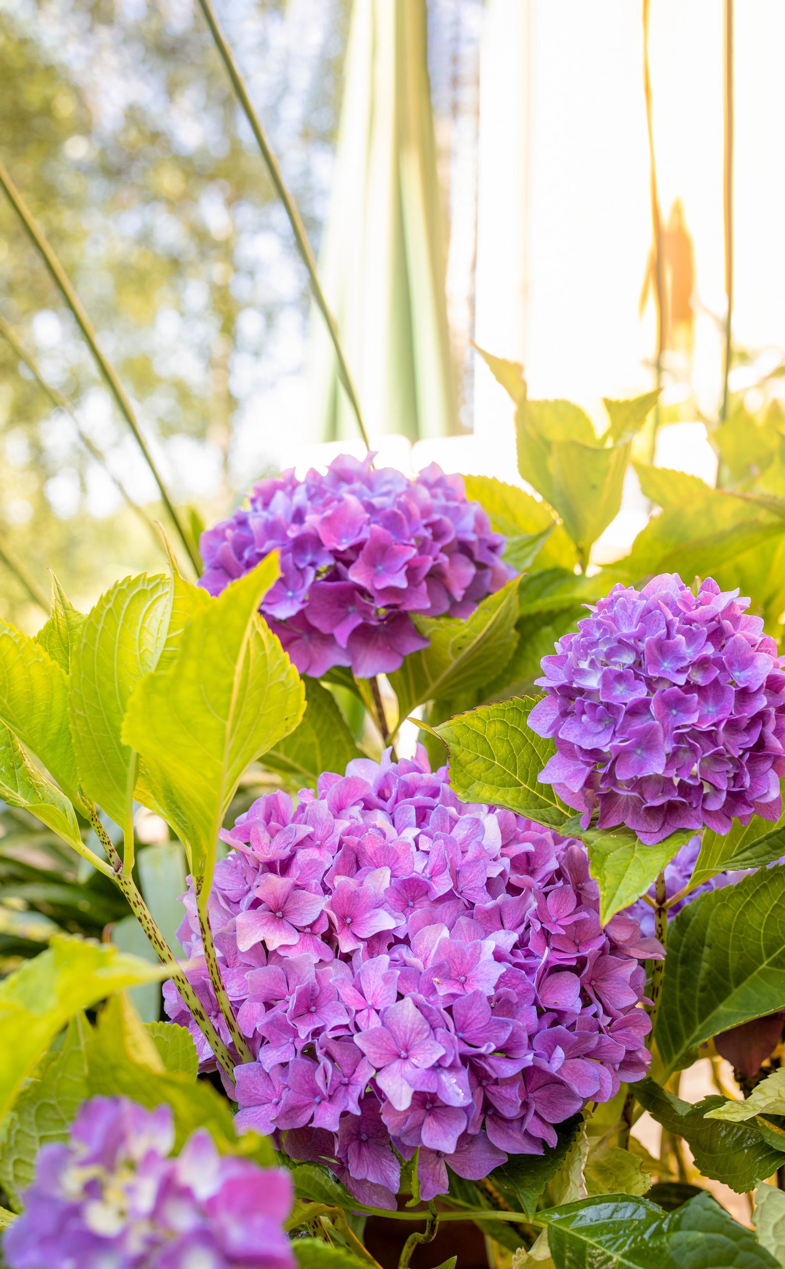 Jalohortensia 'Sweet Marshmallow'