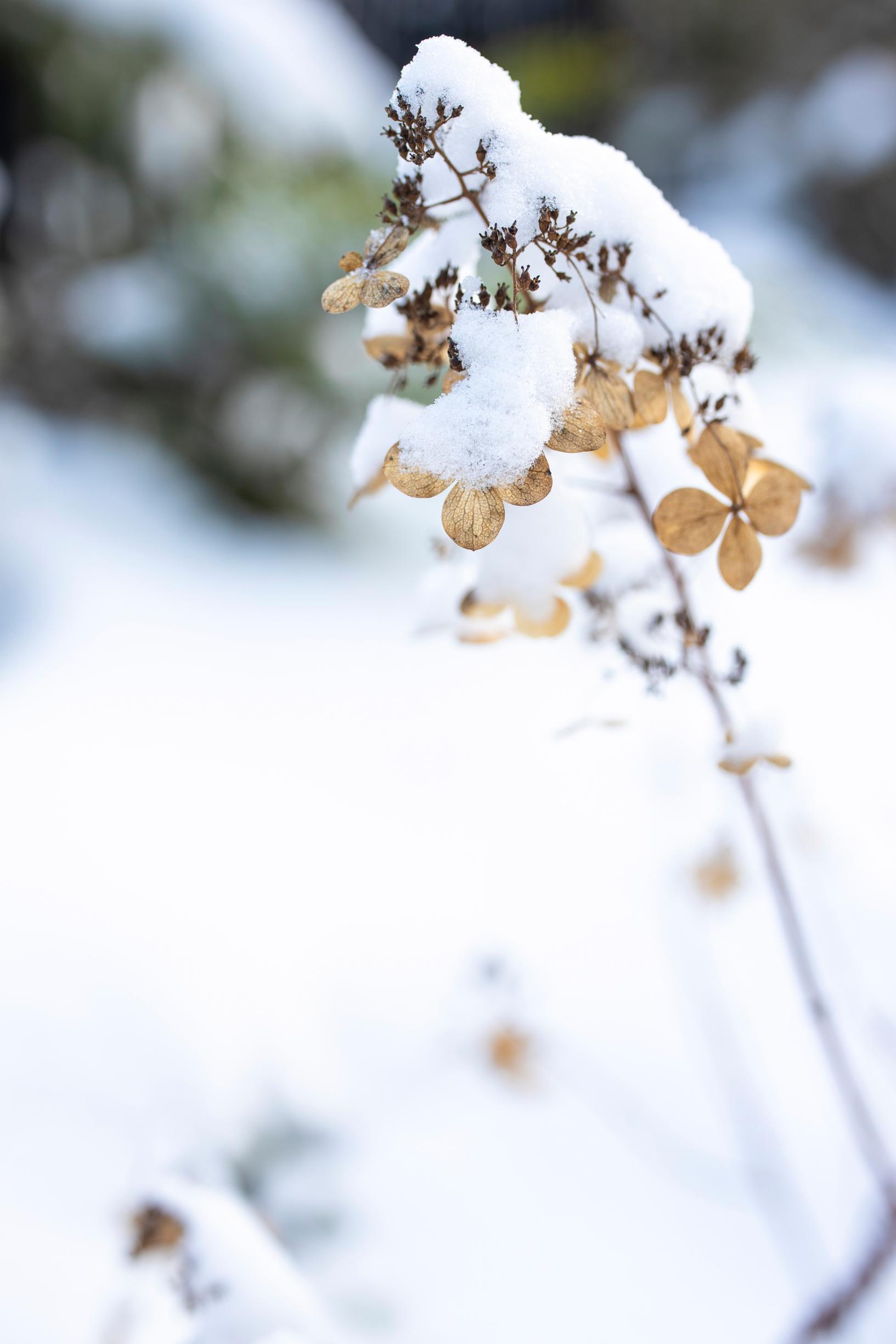Syyshortensioiden hauraan läpikuultaviksi kuihtuneet kukat jäävät koristamaan puutarhaa talveksi. 