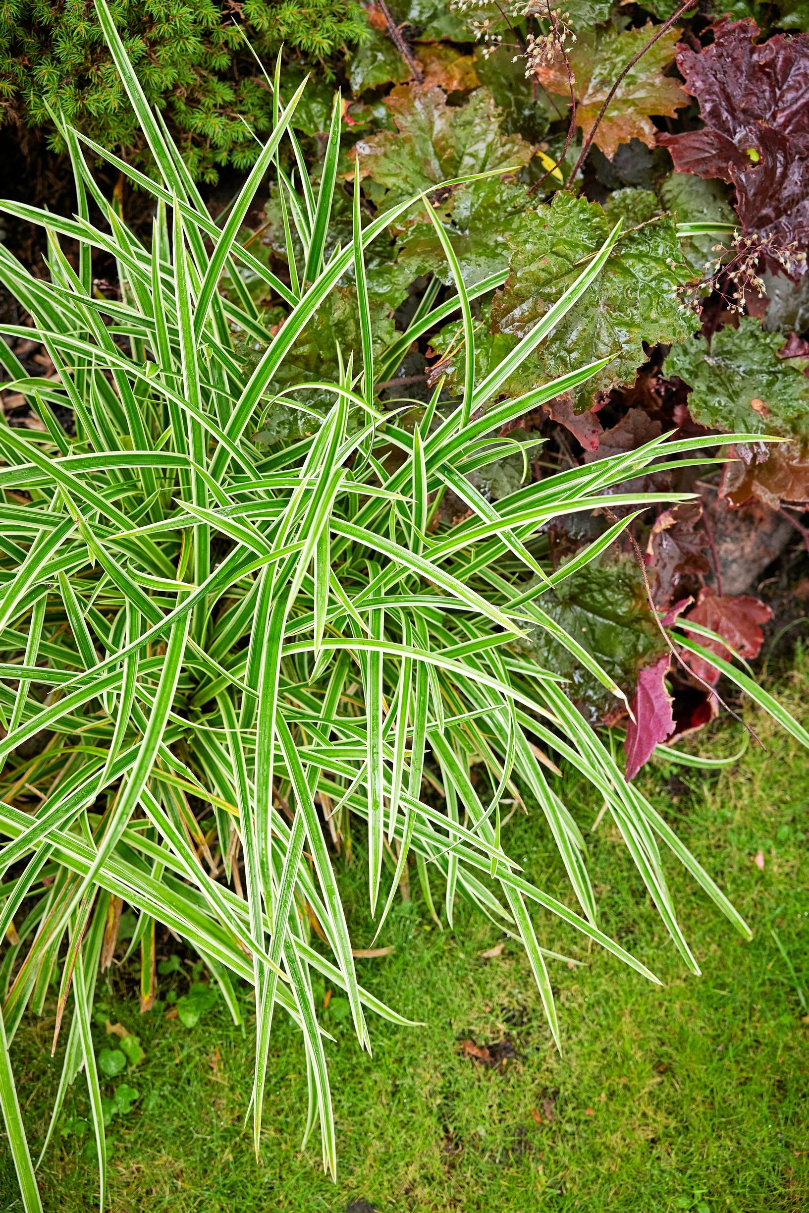 Japaninsara ’Ice Dance’, Carex morrowii