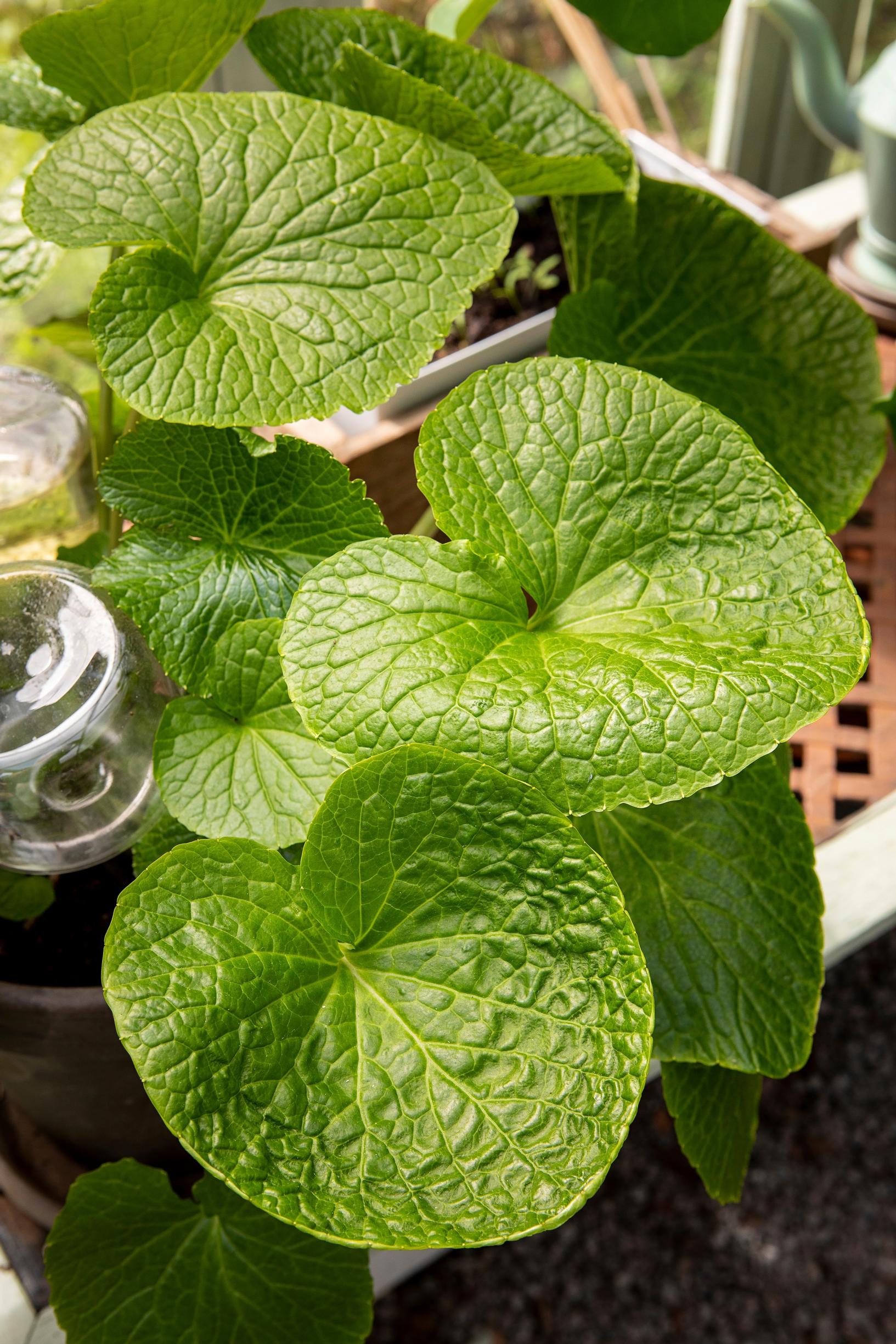 Wasabi kaipaa säännöllistä kastelua.