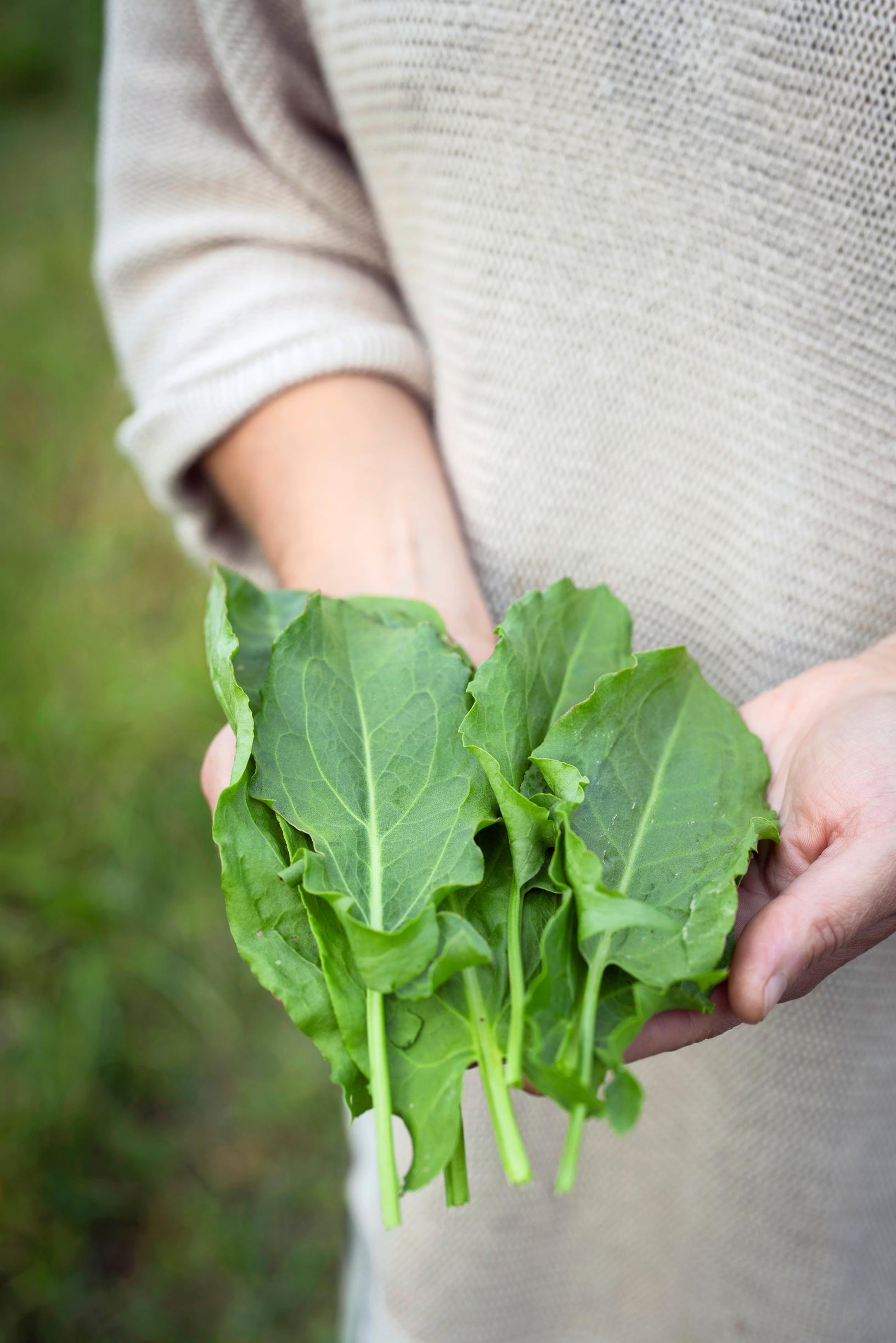 Vihreä 'Green de Belleville'-suolaheinä