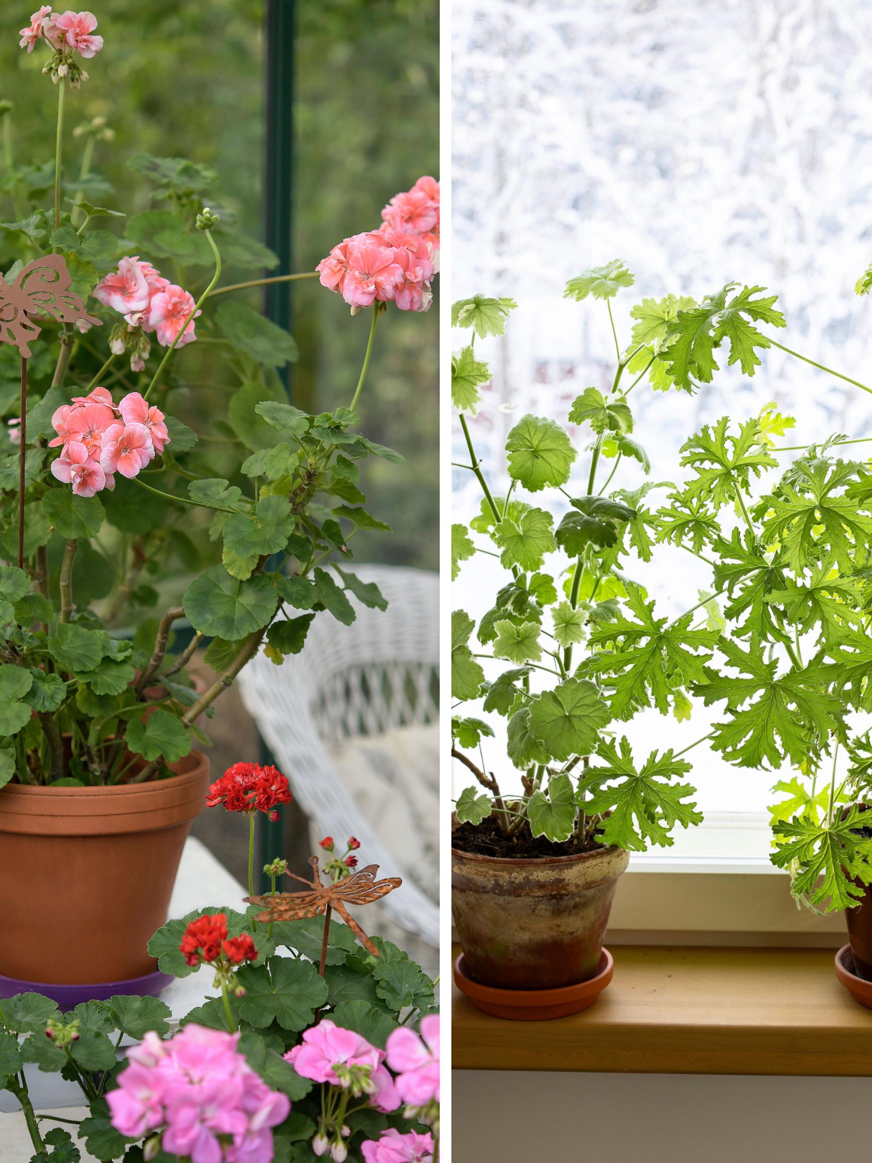 Pelargonin talvetus onnistuu myös huoneenlämmössä, ilman viileää varastoa – mutta ihanneolosuhteissa ne voivat kukkia läpi talven