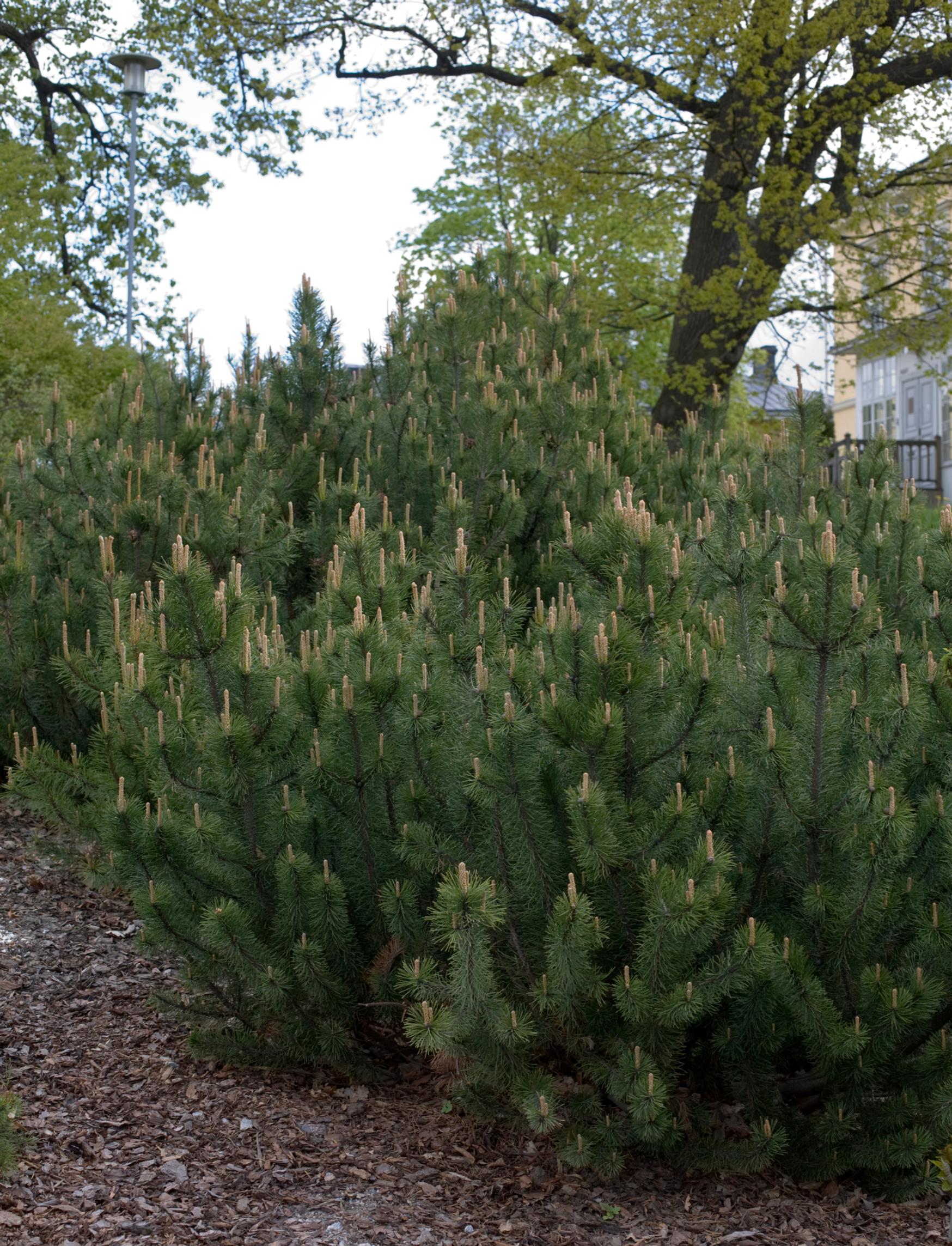 Vuorimänty ja alla kuorikate