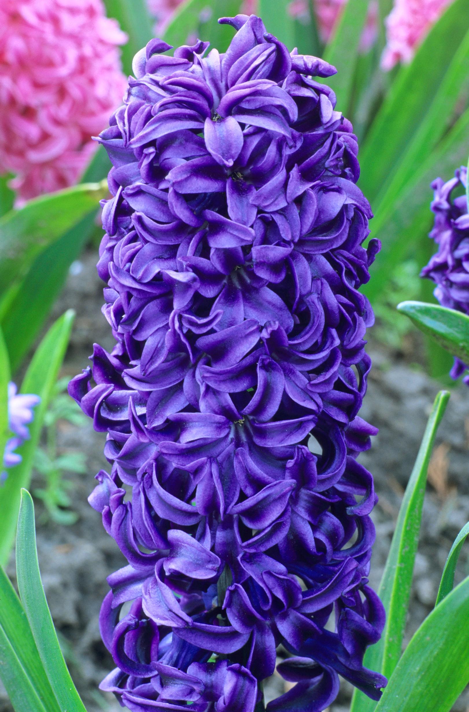Hyasintti ’King of Blues’