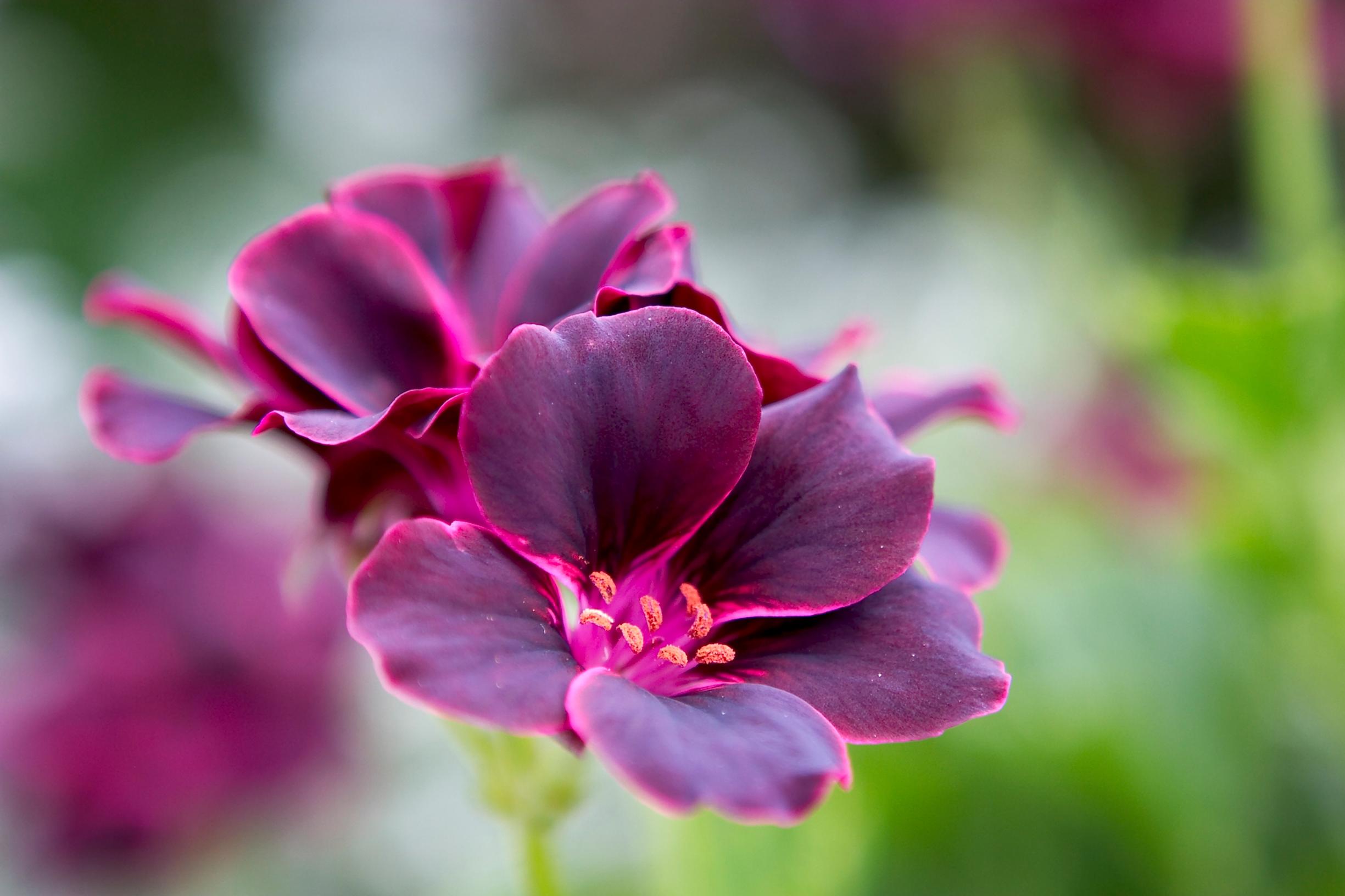 Jalopelargoni 'Lord Bute'