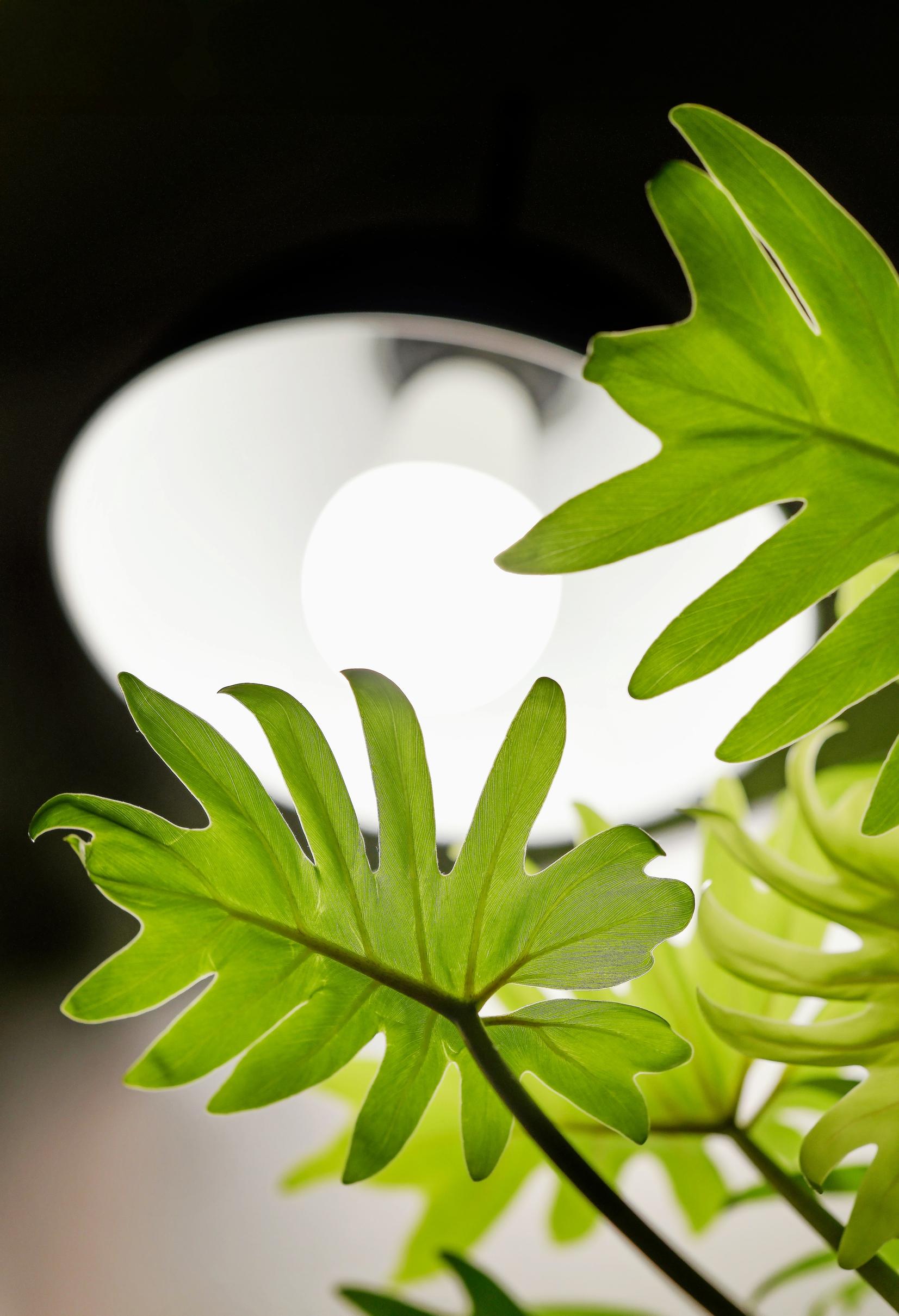 Kasvivalo viherkasveille, Airamin Superlux