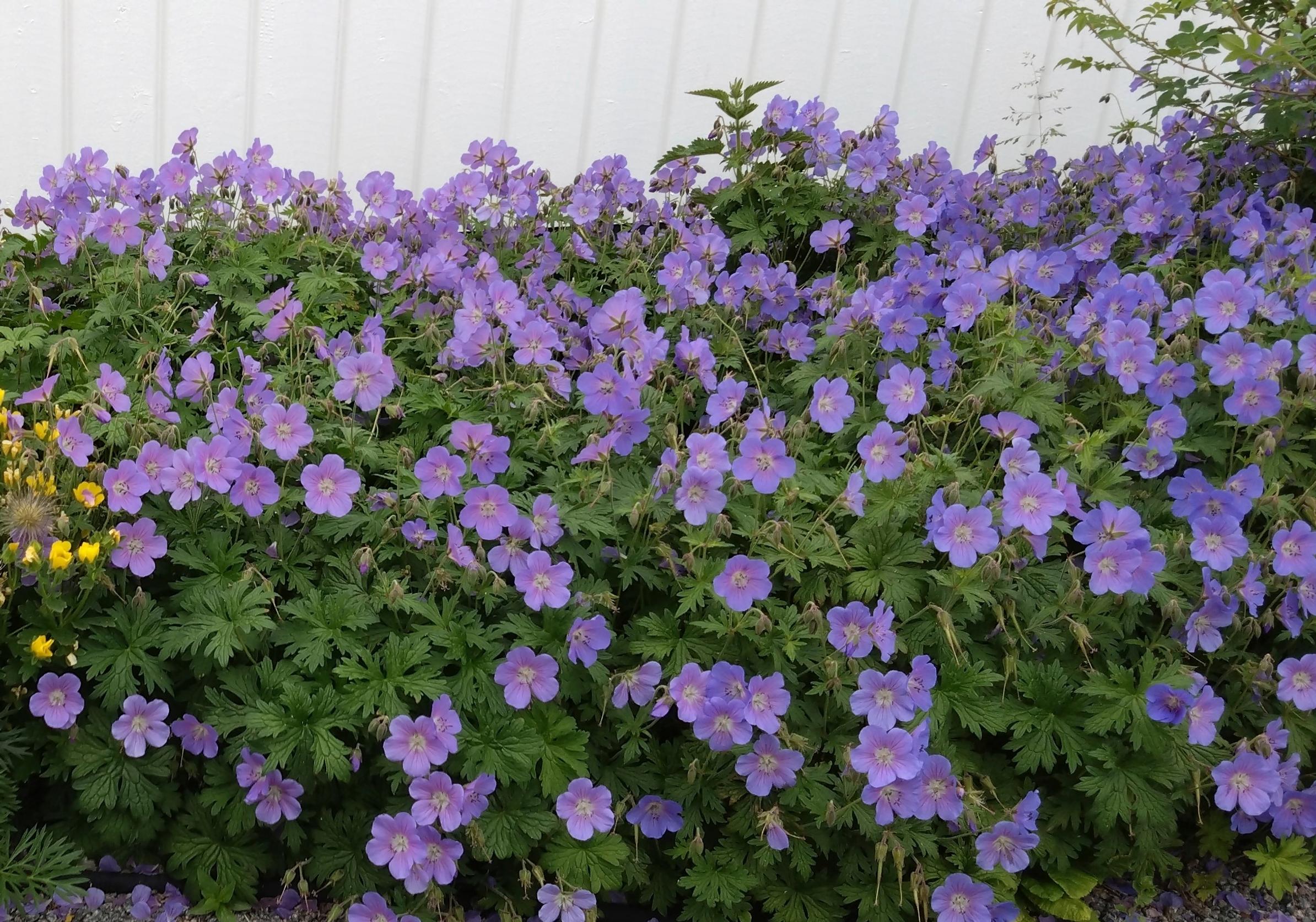 Loistokurjenpolvi ’Johnson’s Blue’