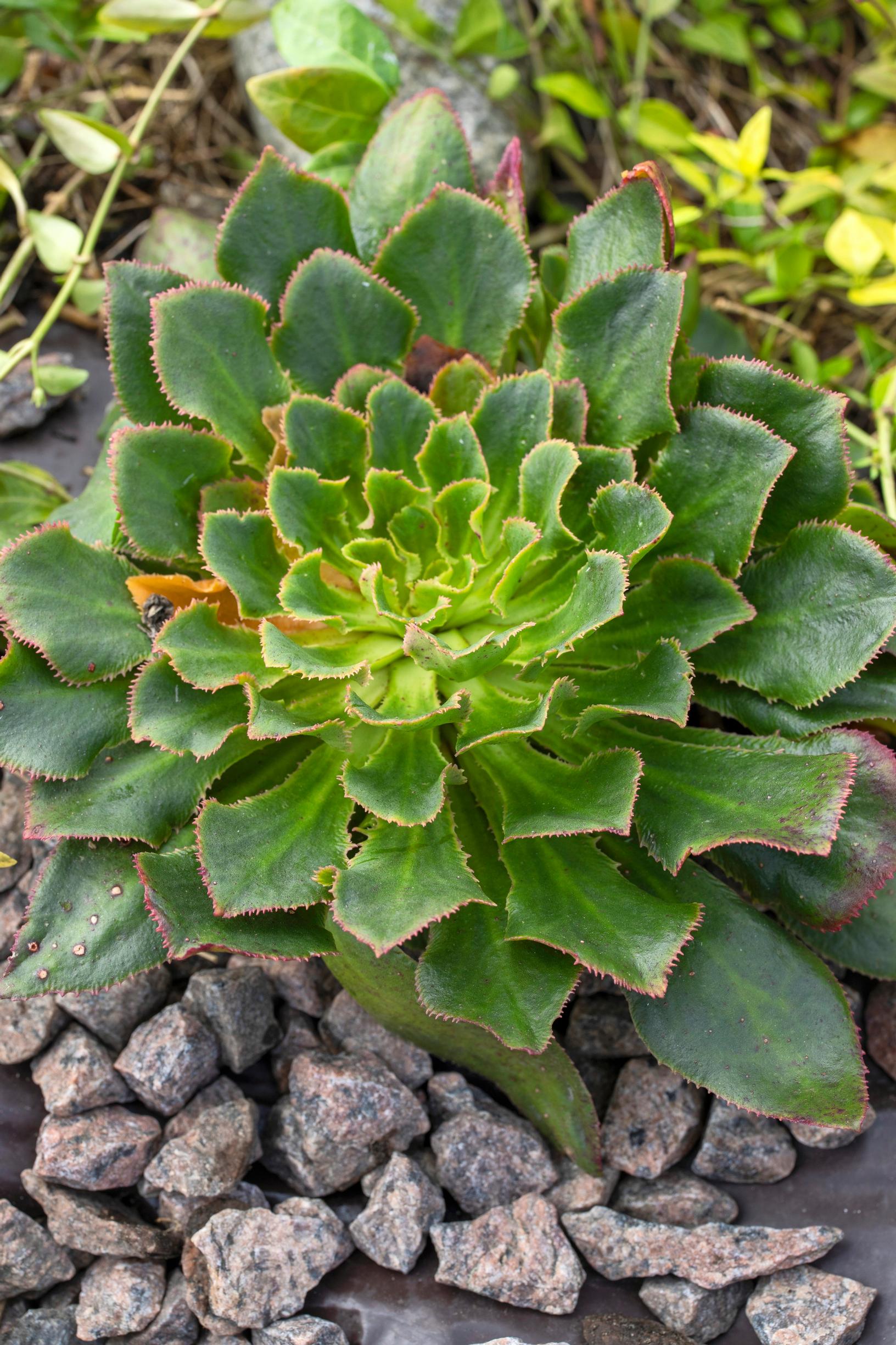 Tarhalevisia.
