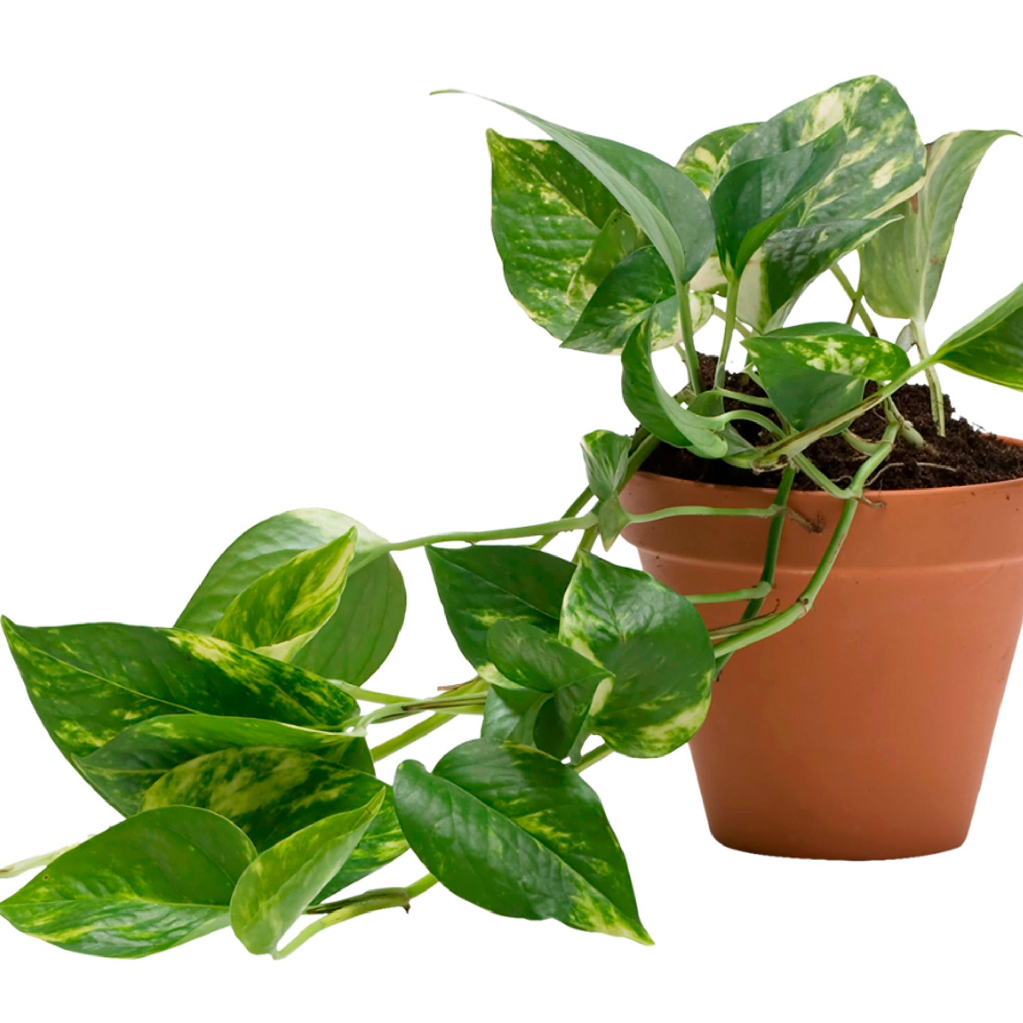 Huoneilmaa Puhdistavat Kasvit Suosi Naita Lajeja Meilla Kotona