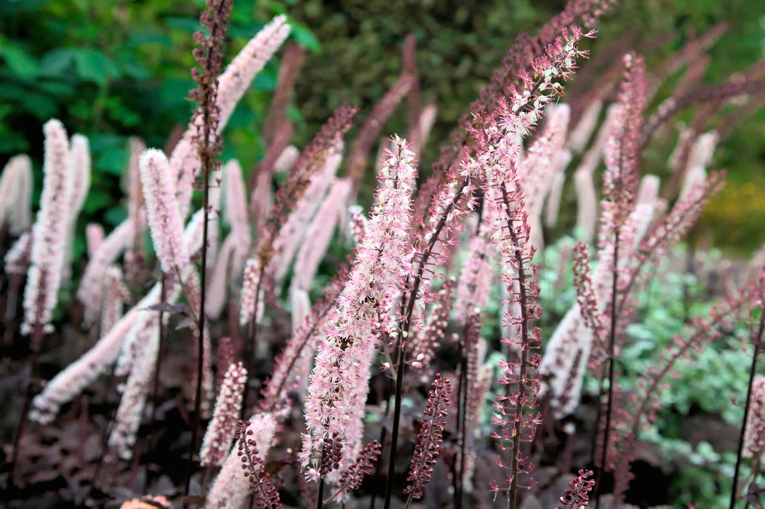 Syyskimikki 'Pink Spike'
