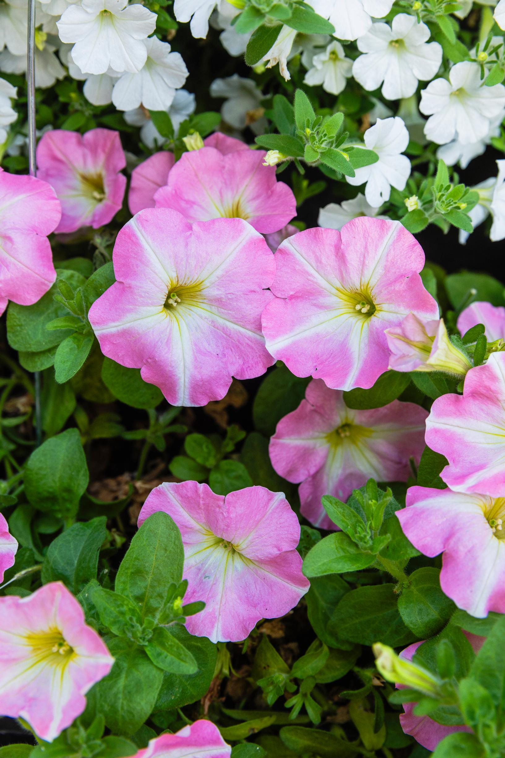Pinkki-valkoinen petunia