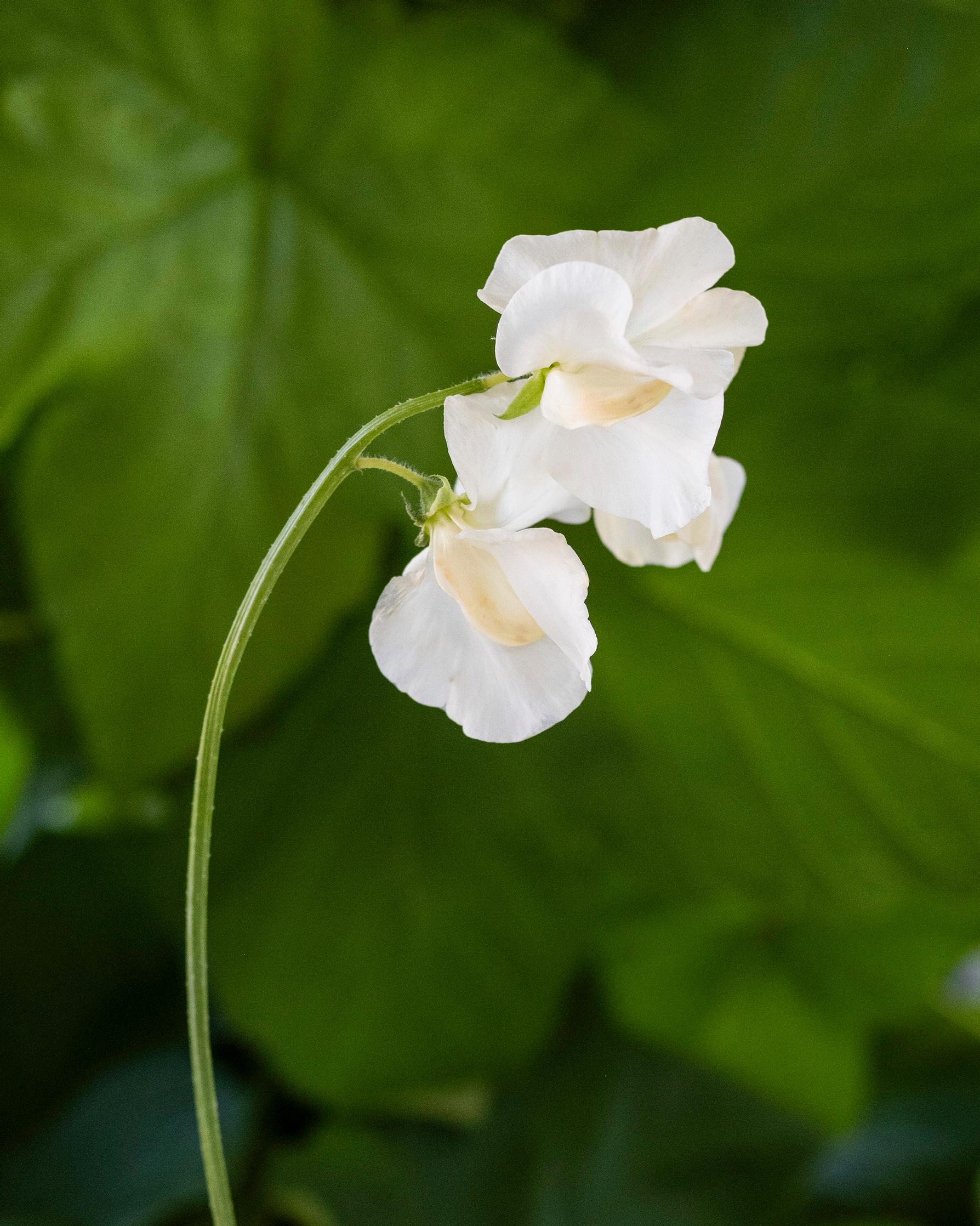 Tuoksuherne 'Jilly'.