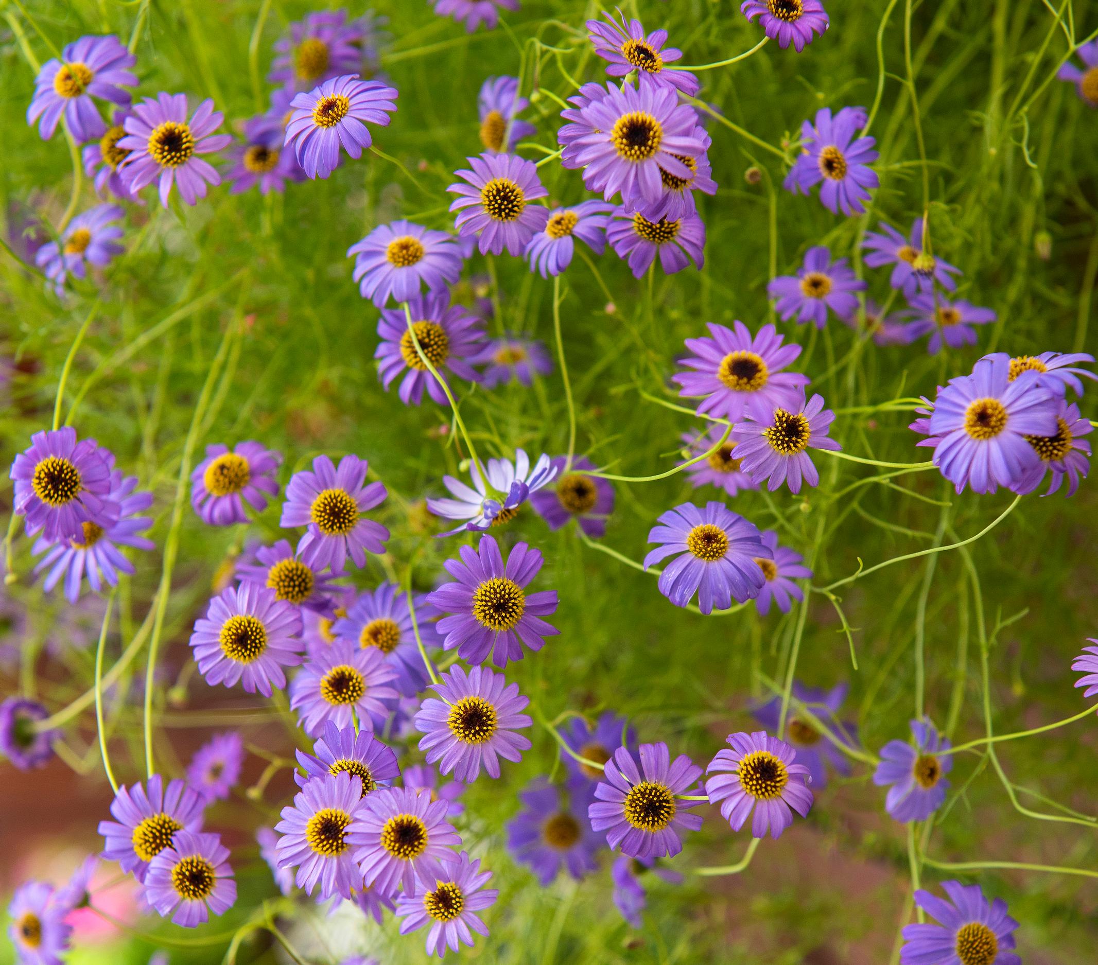 Nukenkaulus 'Blue Splendour' sopii amppeliin.