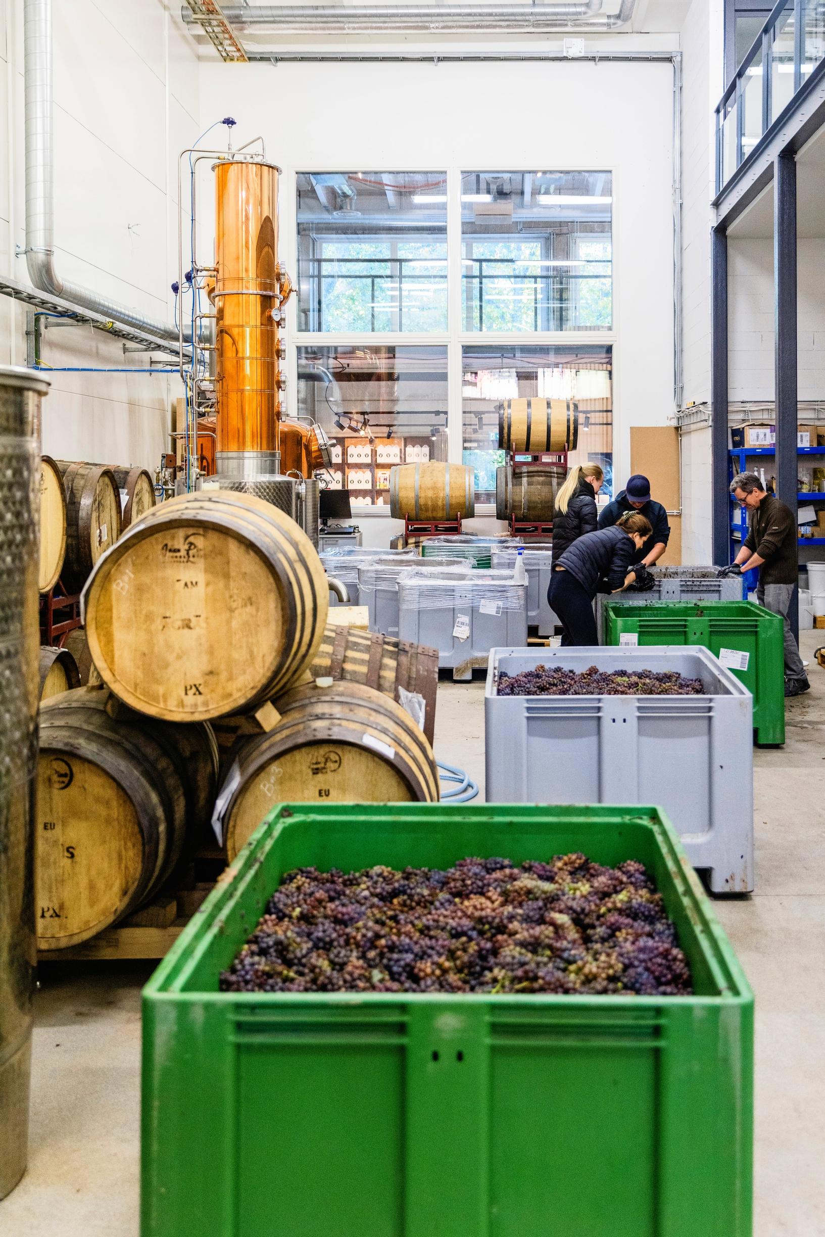 Rypäleitä Noita Wineryssa