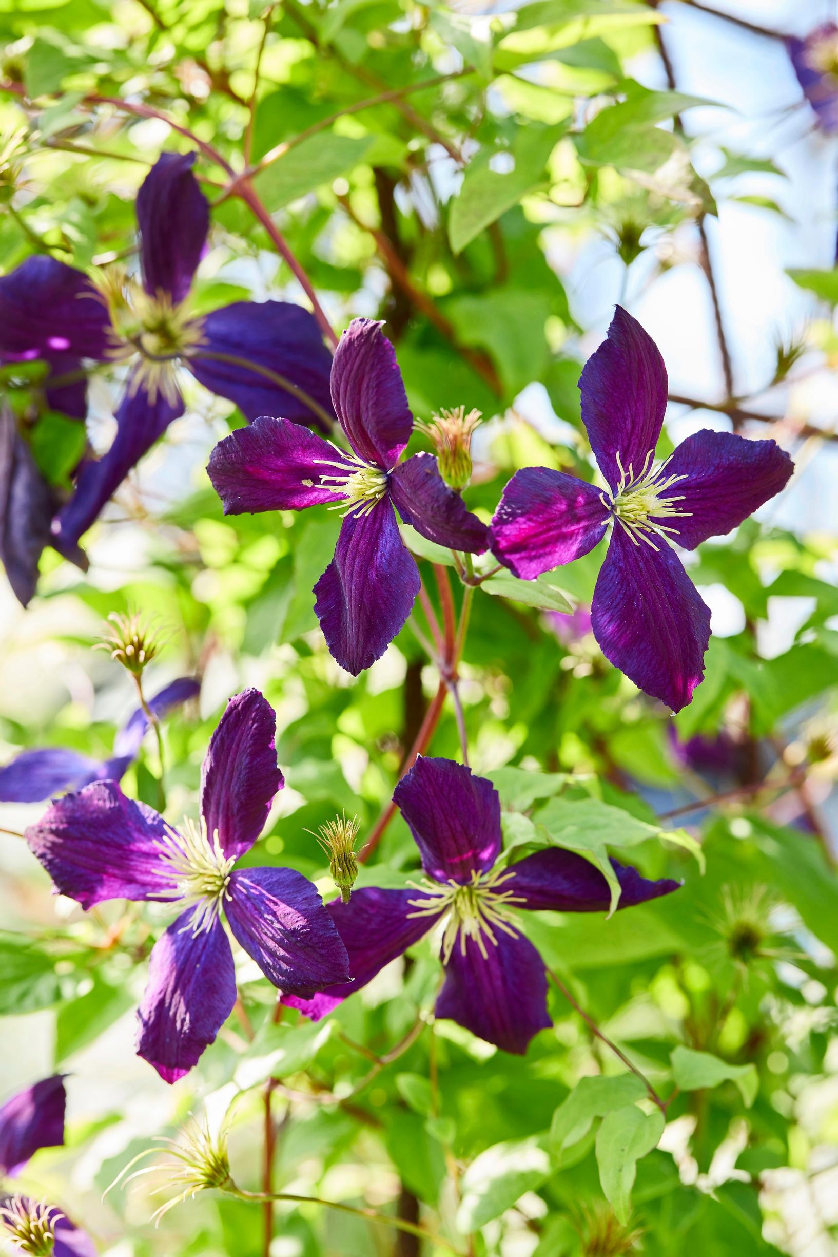 Viinikärhö 'Polish Spirit' saa upean violetit kukat.