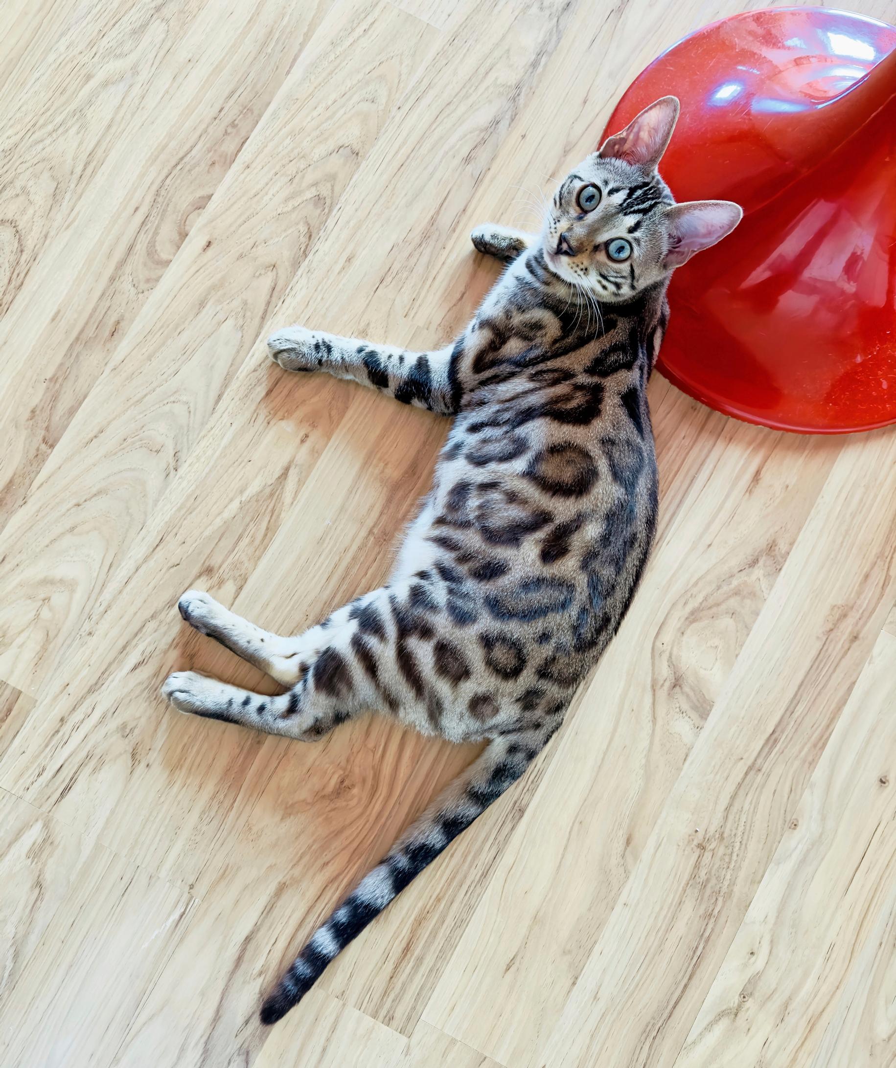 Bengalinkissa lattialla