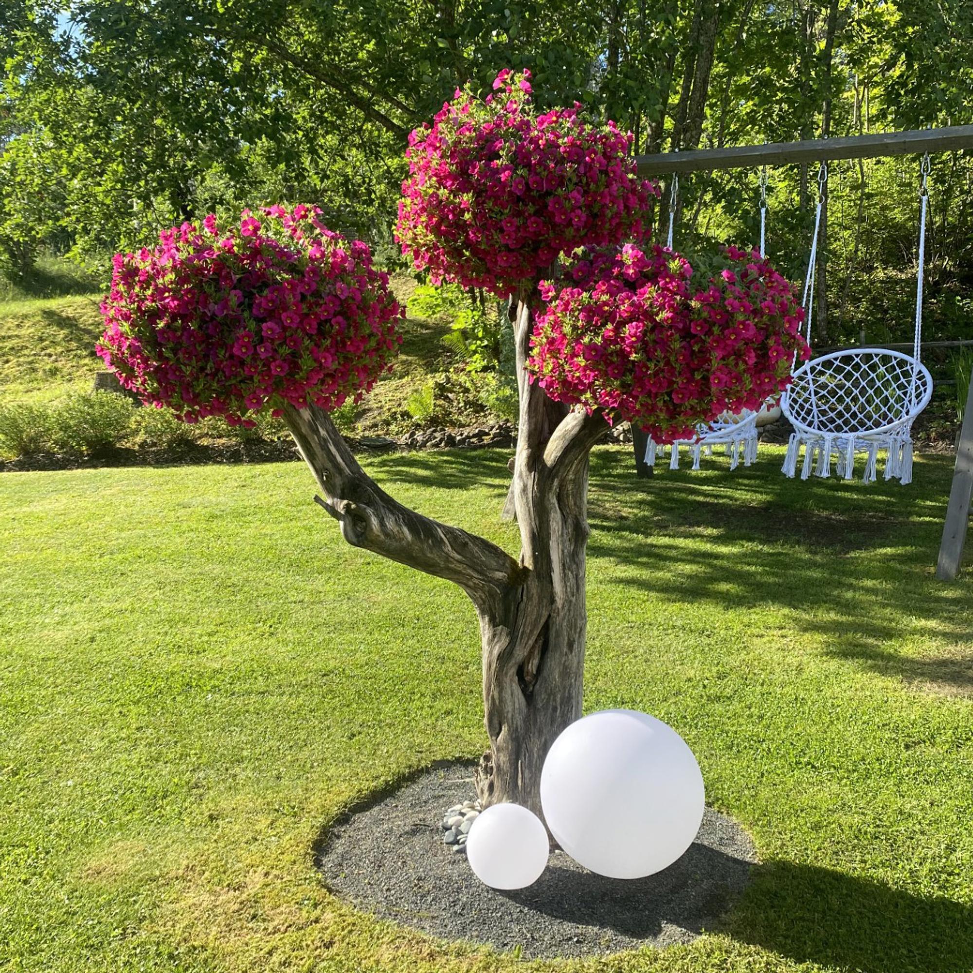 Tämä omenapuu kukkii koko kesän! Sinin pihan vanha puu sai uuden elämän, kun se koristeltiin kesäkukilla