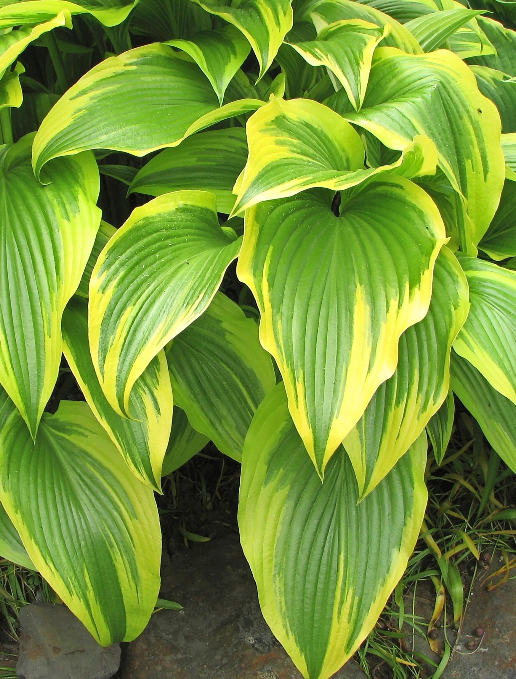 Vuoristokuunlilja, Hosta montana 'Aureomarginata'