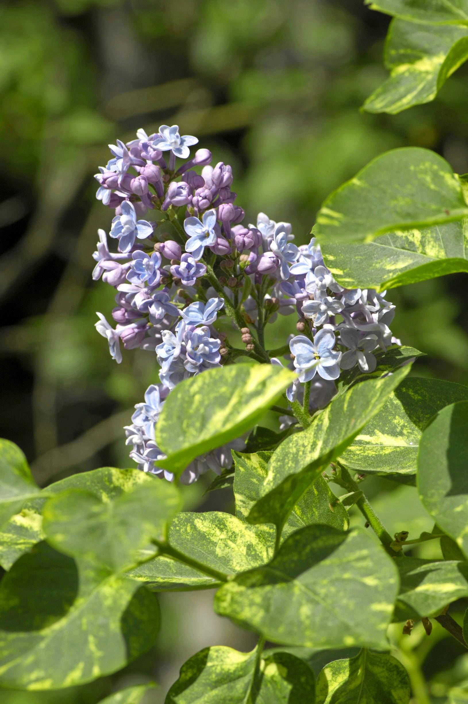 Pihasyreeni ’Aucubaefolia’