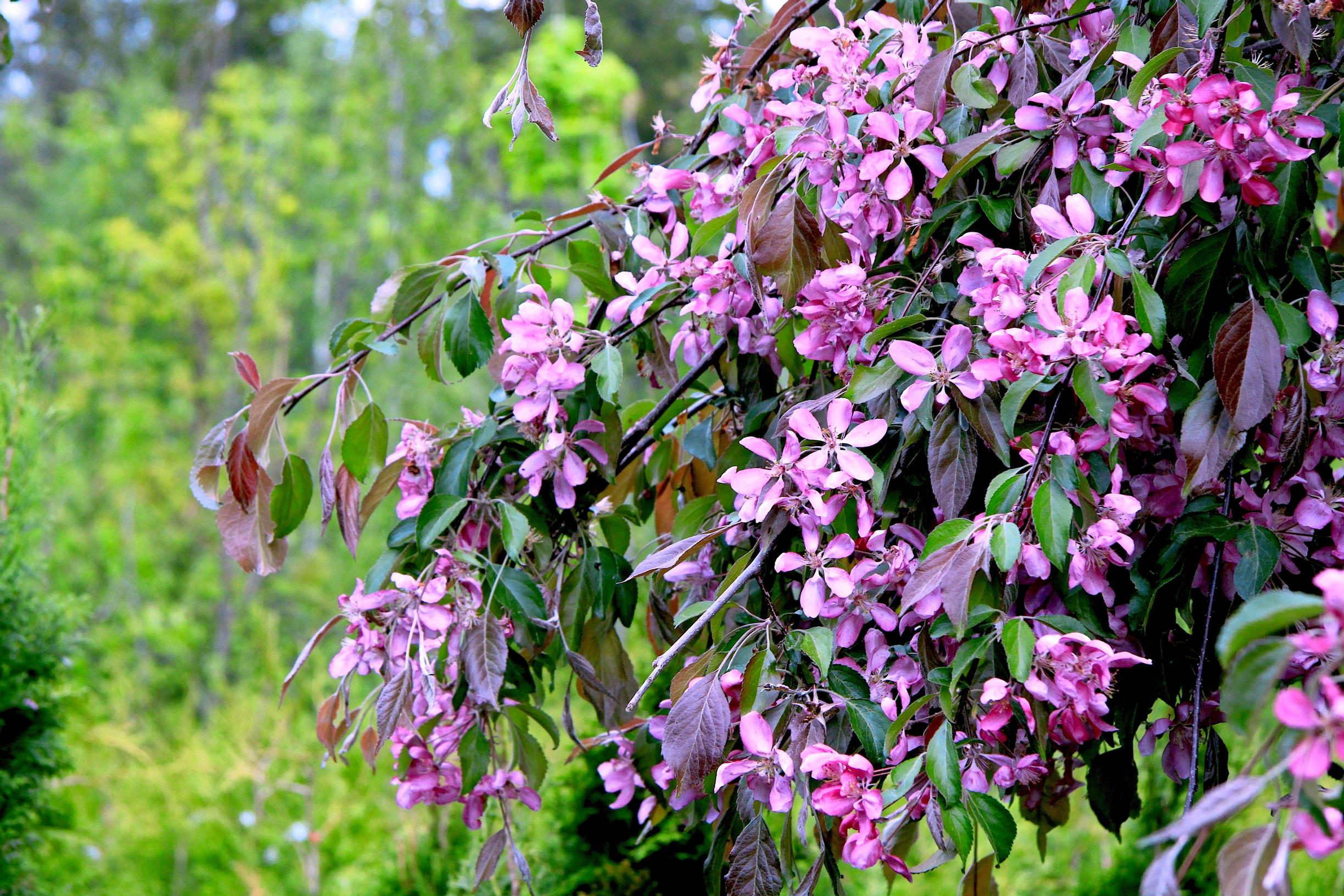 Cheal's Weeping tekee pieniä punaisia omenoita