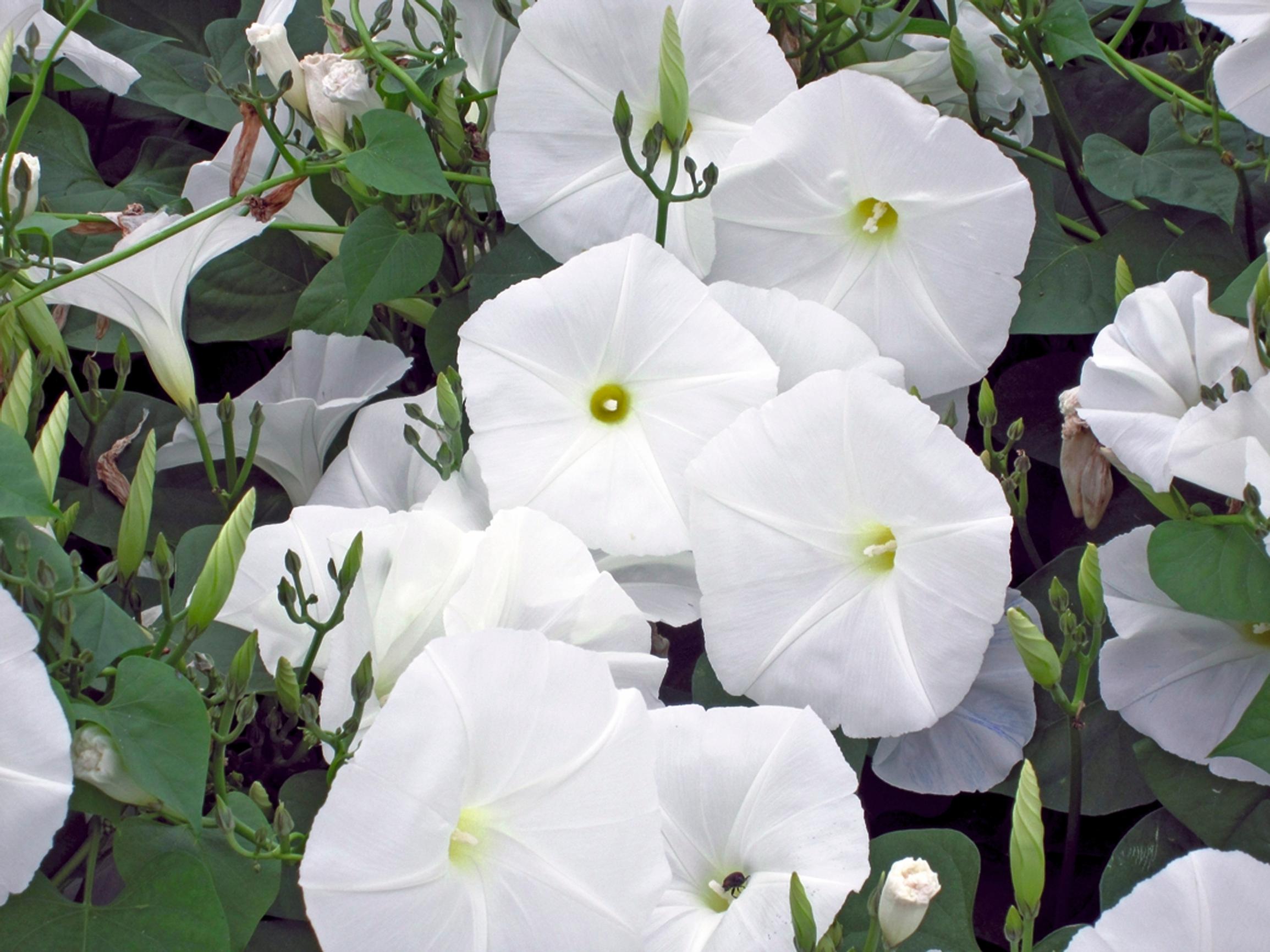 Kuuelämänlanka