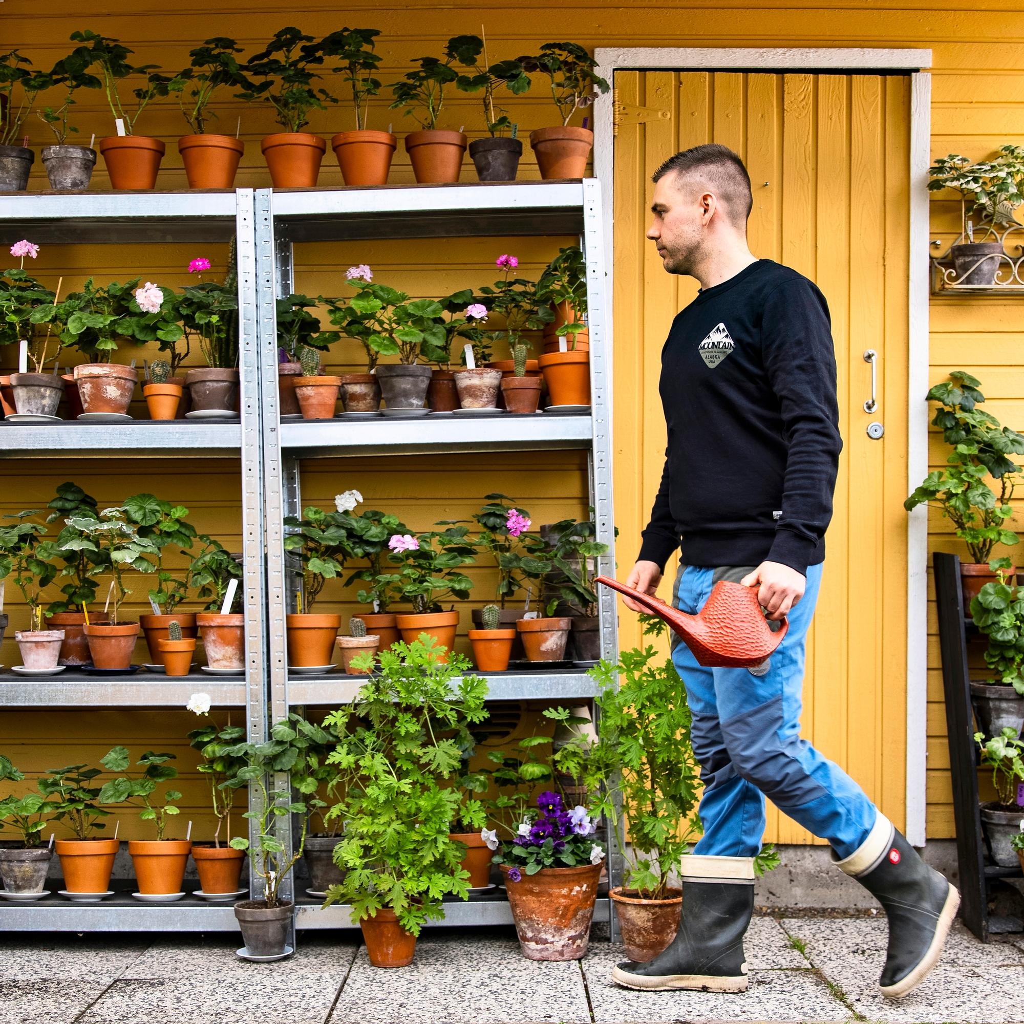 Jussilla on toistasataa eri pelargonia, Ritvan mielitietty pelastui evakkomatkalta – ”Moni haluaa hankkia kotipitäjän pelakuun”
