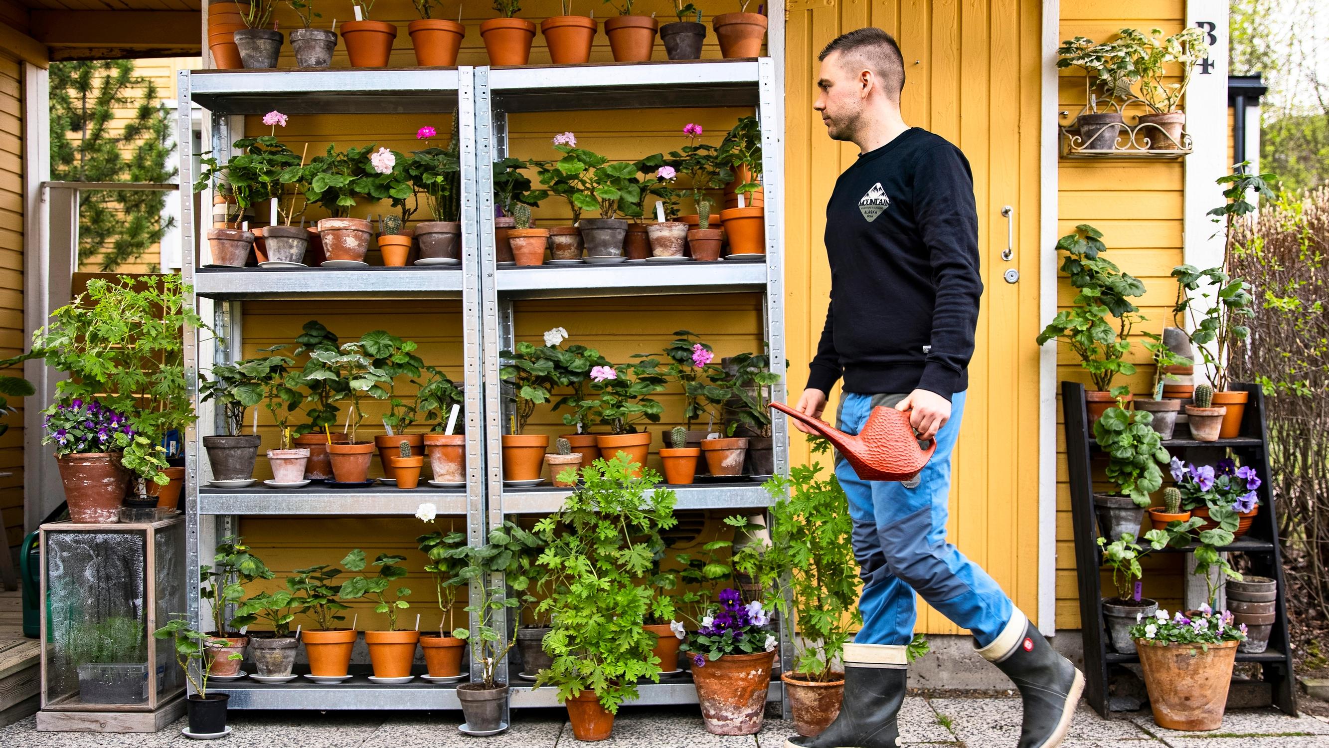 Vanhat suomalaiset pelargonit | Meillä kotona