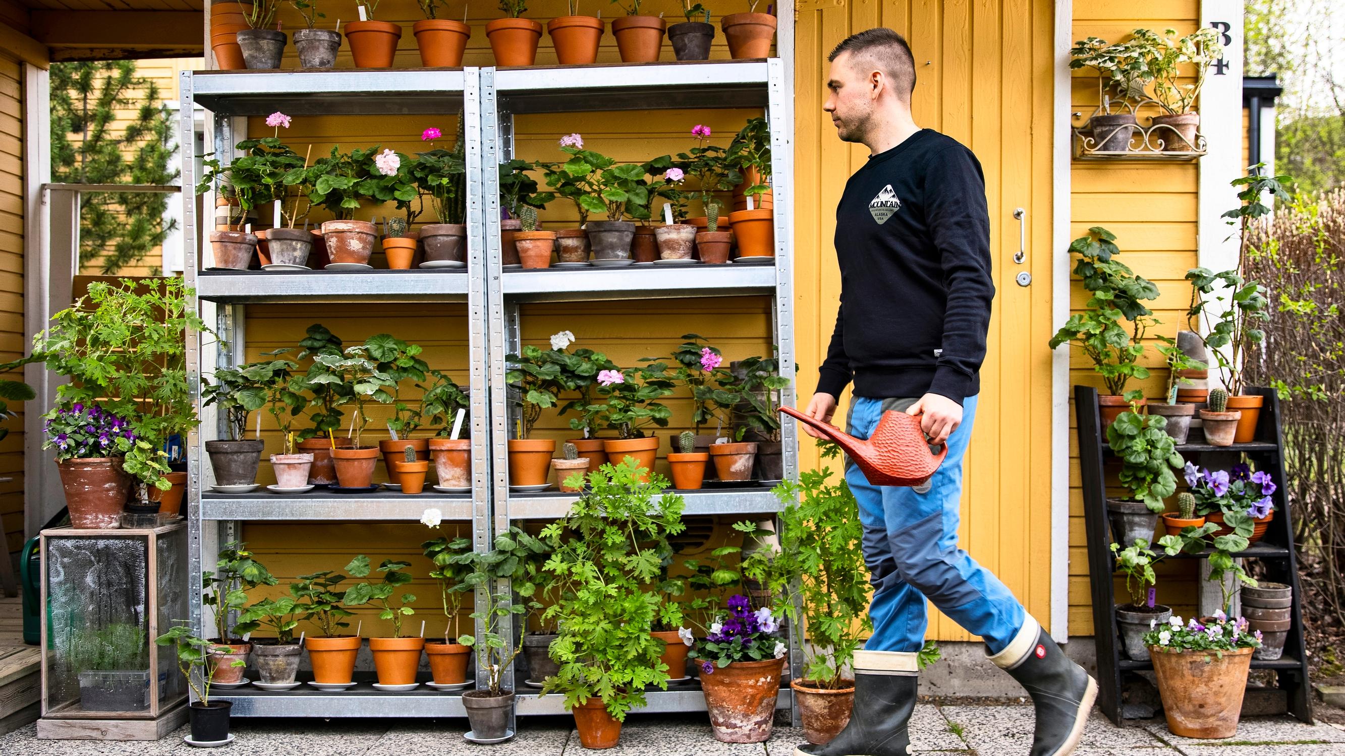 Jussilla on toistasataa eri pelargonia, Ritvan mielitietty pelastui evakkomatkalta – ”Moni haluaa hankkia kotipitäjän pelakuun”