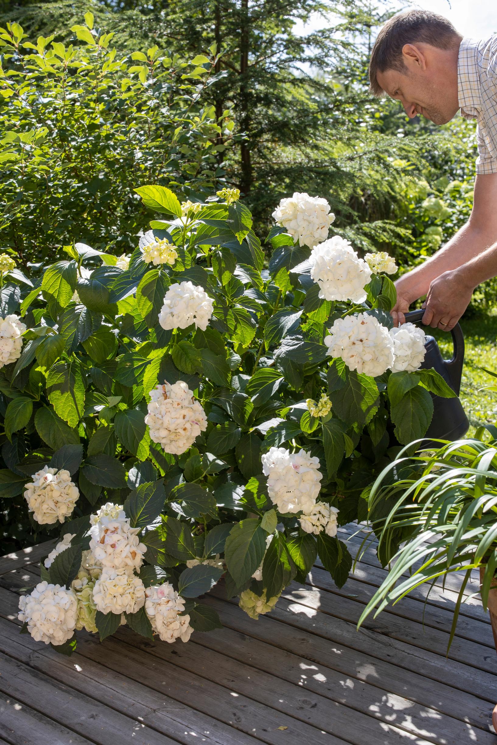 jalohortensia