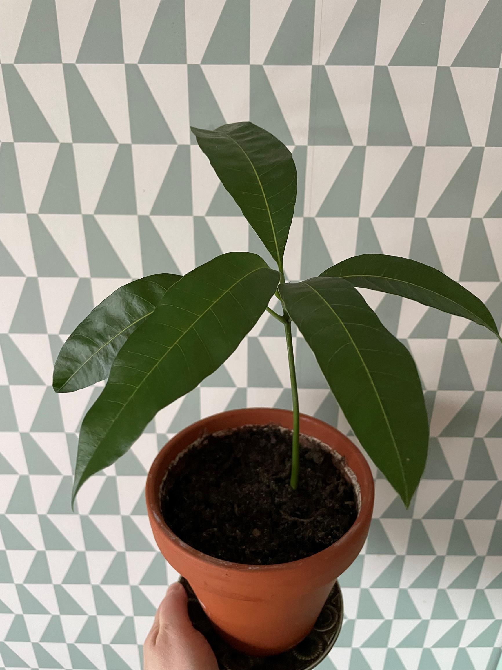 Vuoden ikäinen mango ruukussa