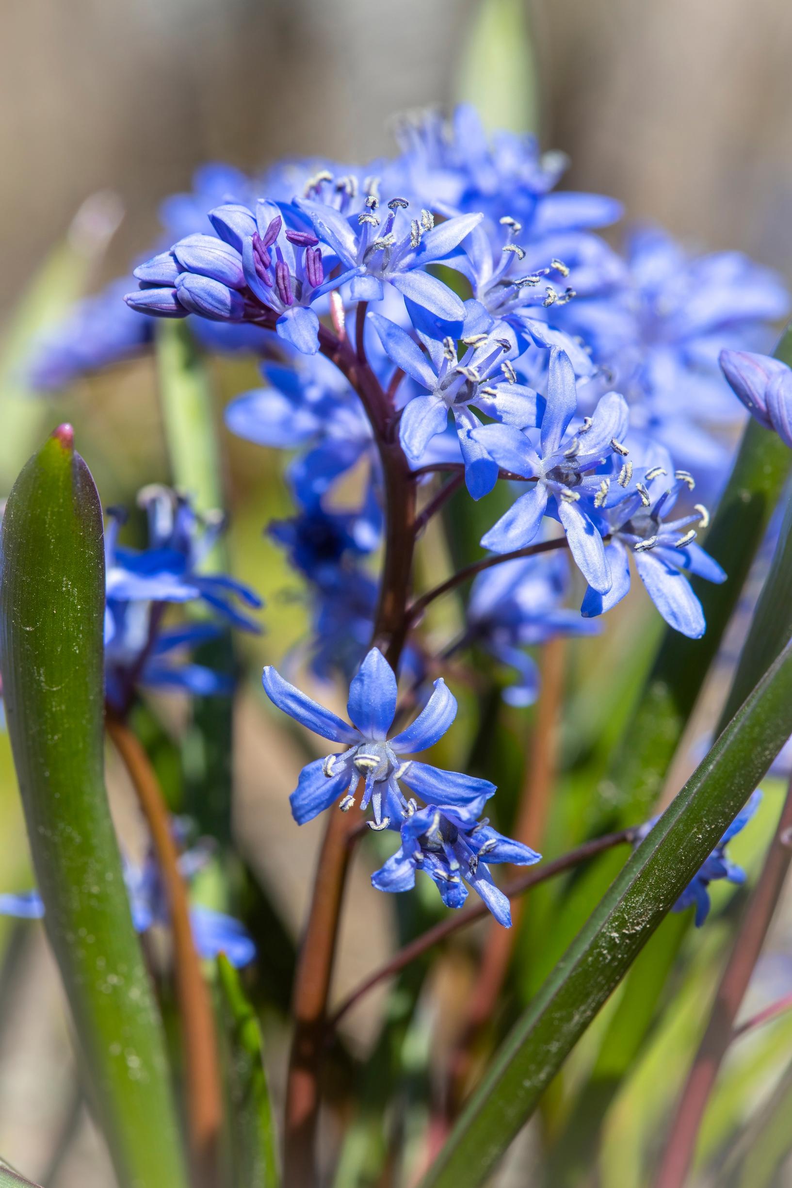 Unkarinsinililja (Scilla litardierei).