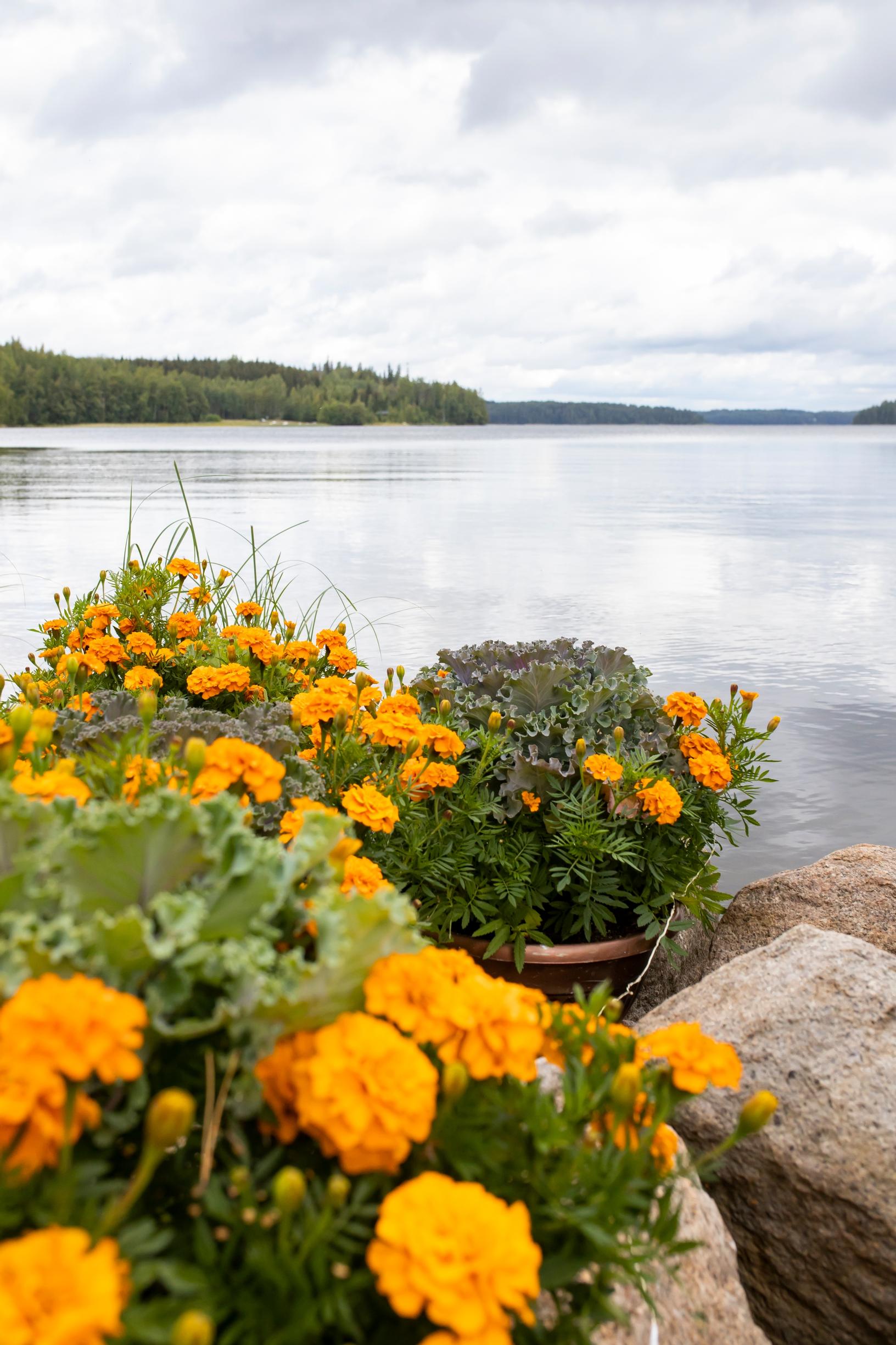 Kukkaistutuksia järvenrannassa