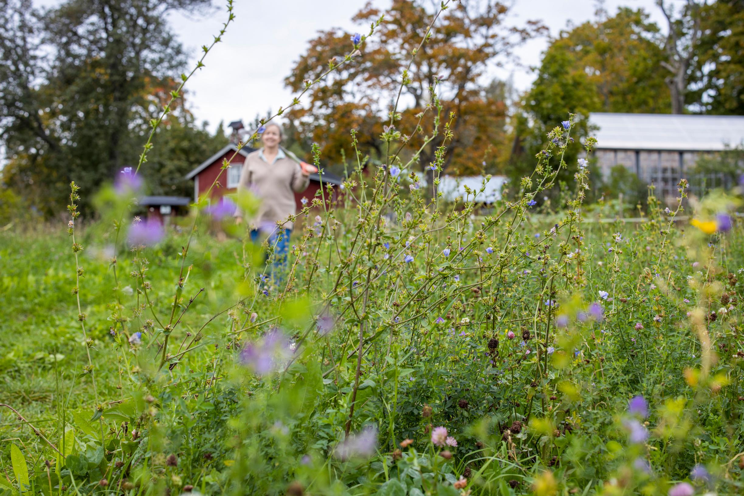 viherlannoituskasvit kasvimaalla