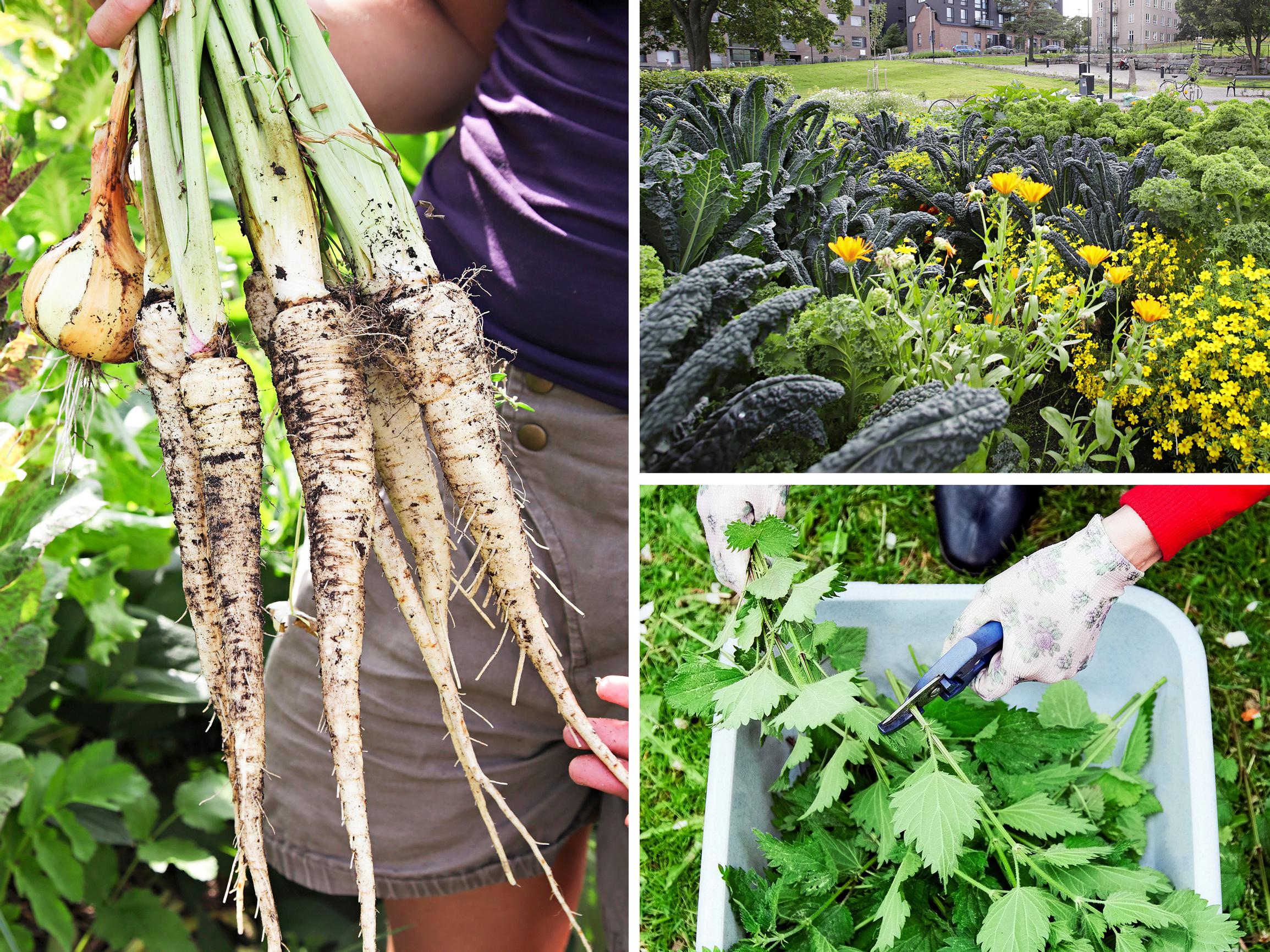 Millaista olisi olla omavarainen – edes osin? 22 vinkkiä innostavat oman ruoan kasvattamiseen, keräämiseen ja säilömiseen!