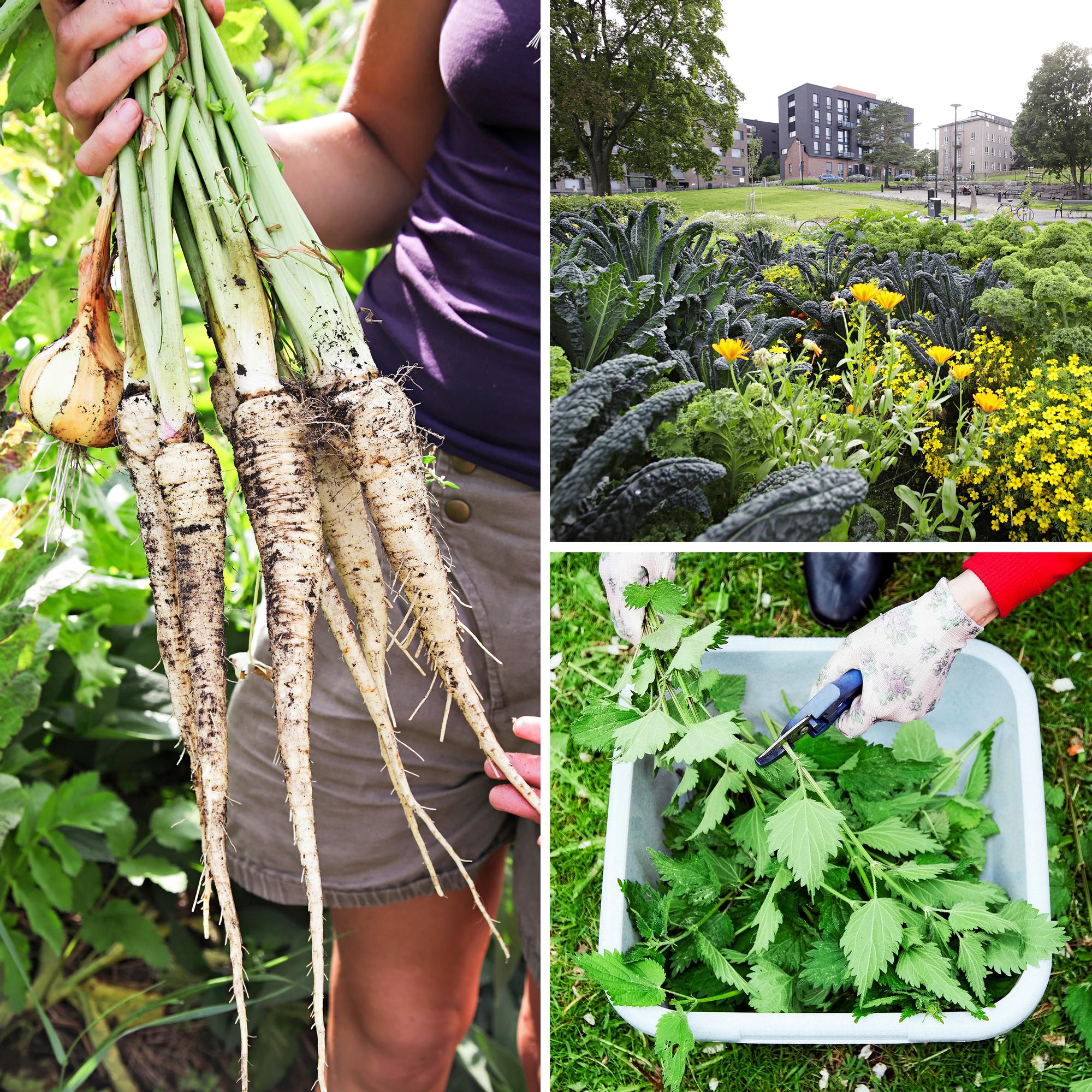 Millaista olisi olla omavarainen – edes osin? 22 vinkkiä innostavat oman ruoan kasvattamiseen, keräämiseen ja säilömiseen!