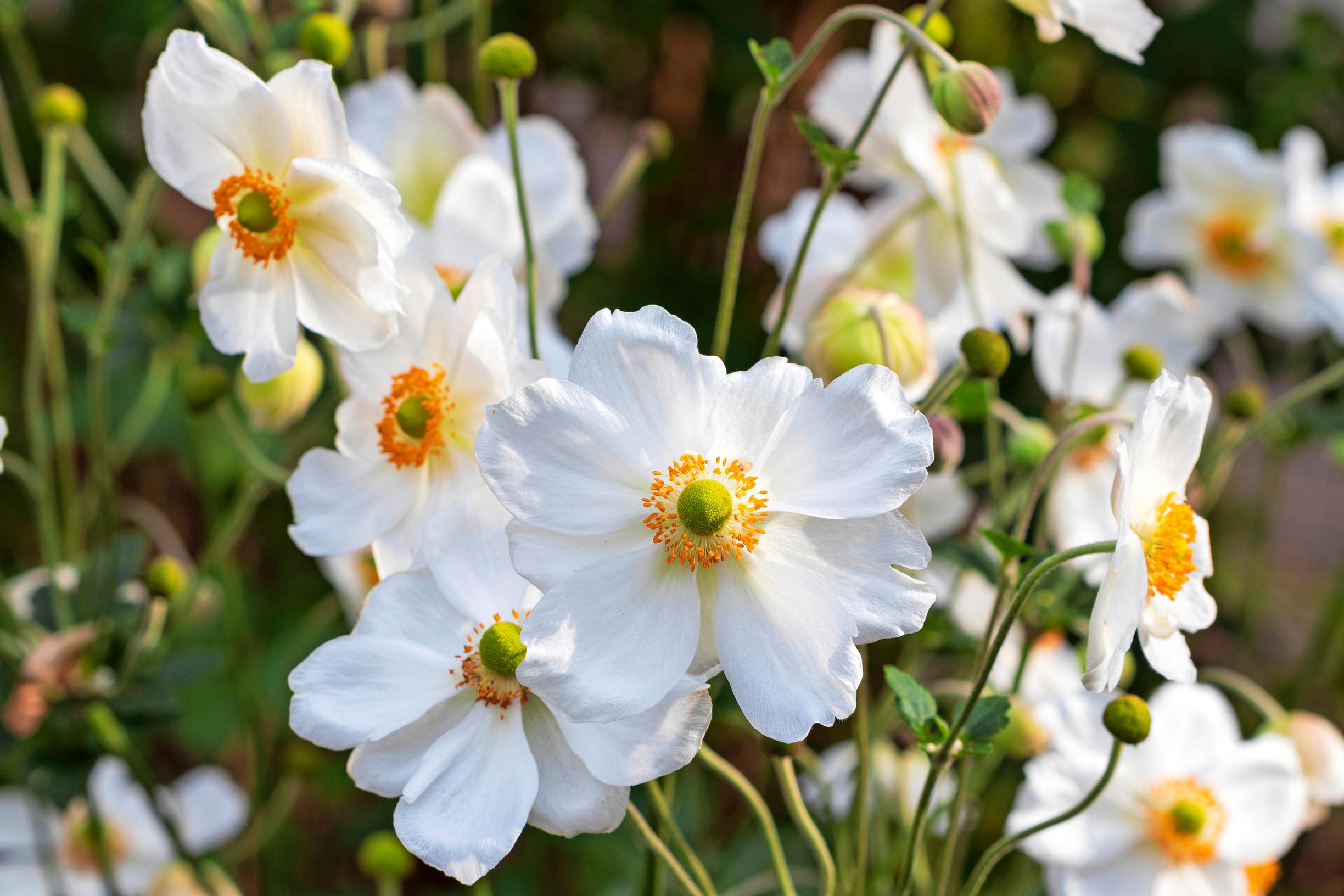 Tarhasyysvuokko ’Honorine Jobert’ Anemone x hybrida