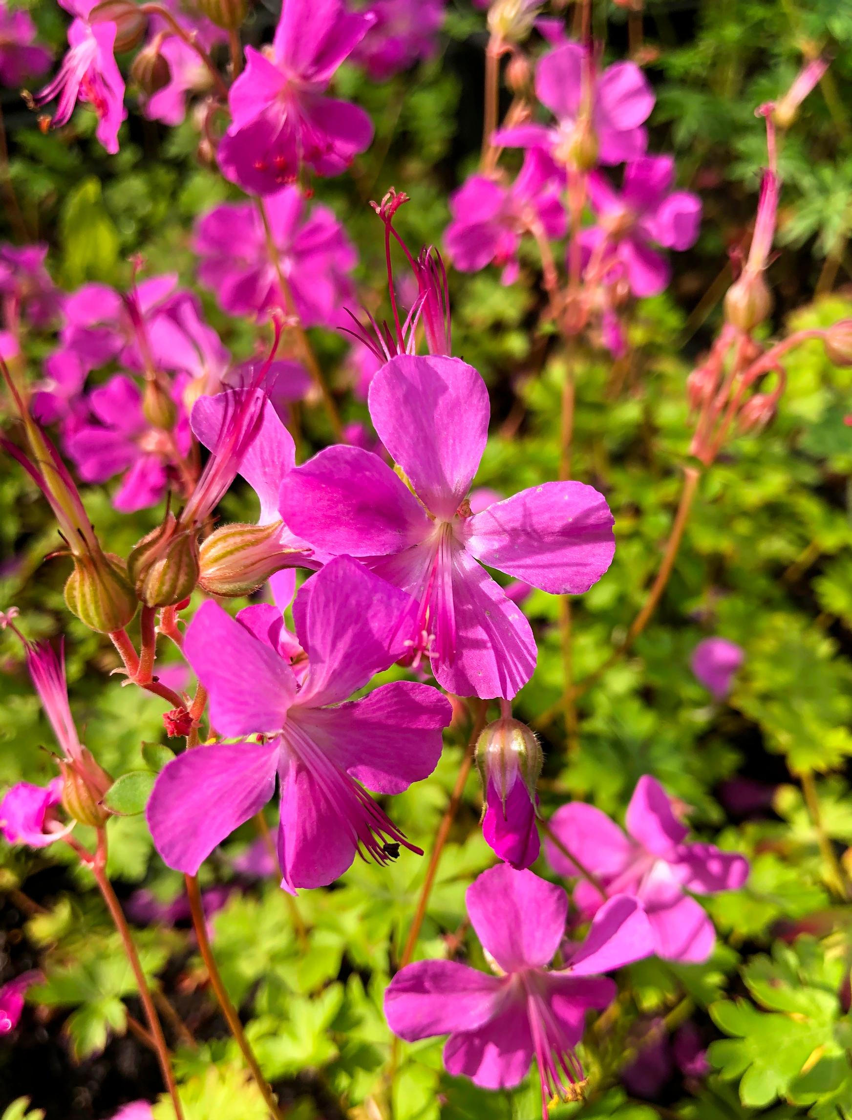 Peittokurjenpolvi ’Crystal Rose’