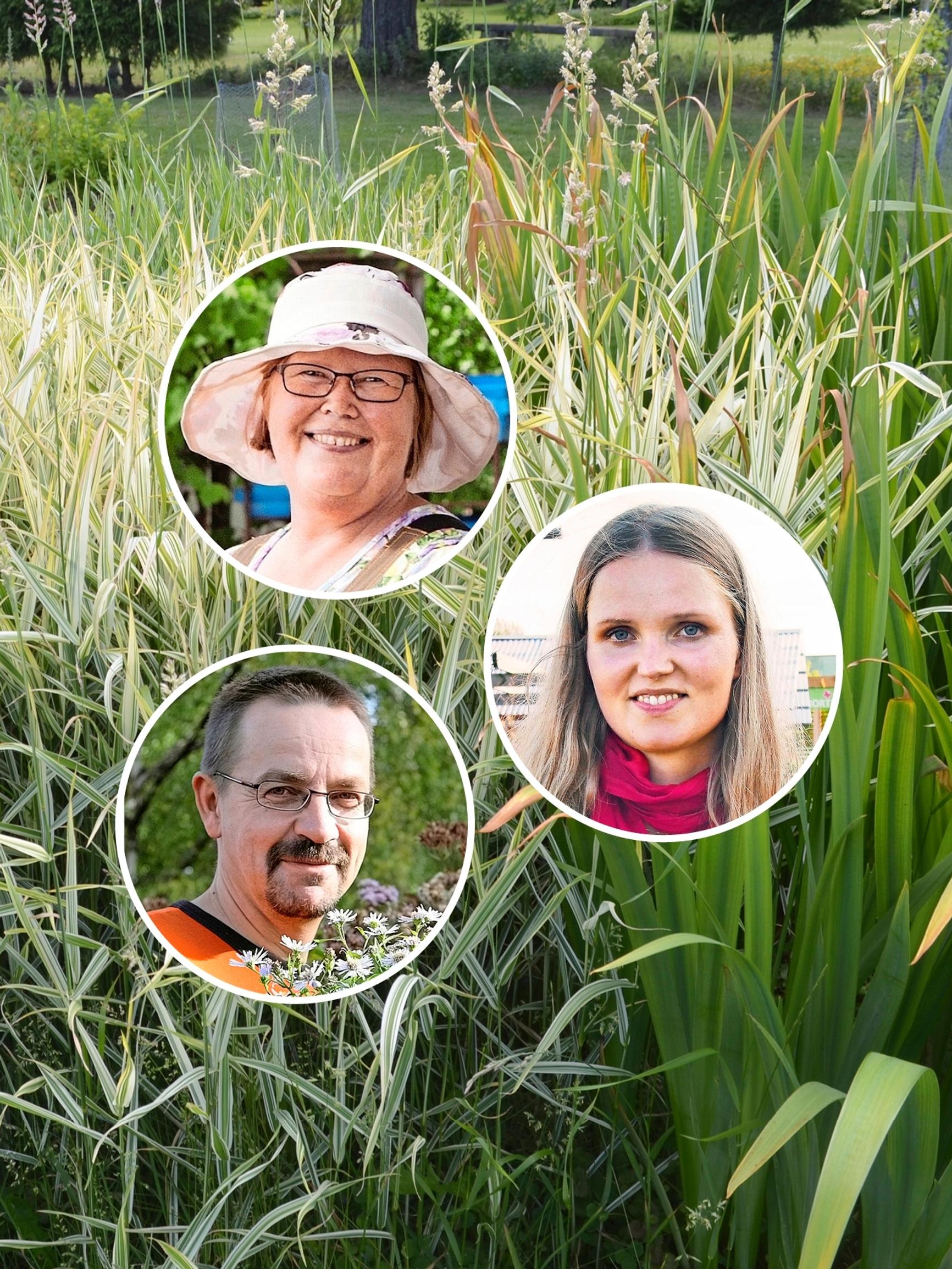 ”Ei ollut moksiskaan, kun meillä tulvi” – taimistoviljelijät suosittelevat 9 perennaa hulevesi-istutuksiin