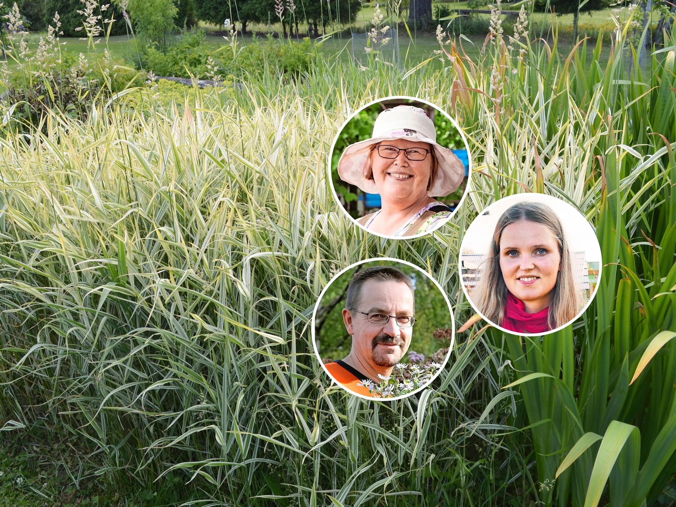 ”Ei ollut moksiskaan, kun meillä tulvi” – taimistoviljelijät suosittelevat 9 perennaa hulevesi-istutuksiin