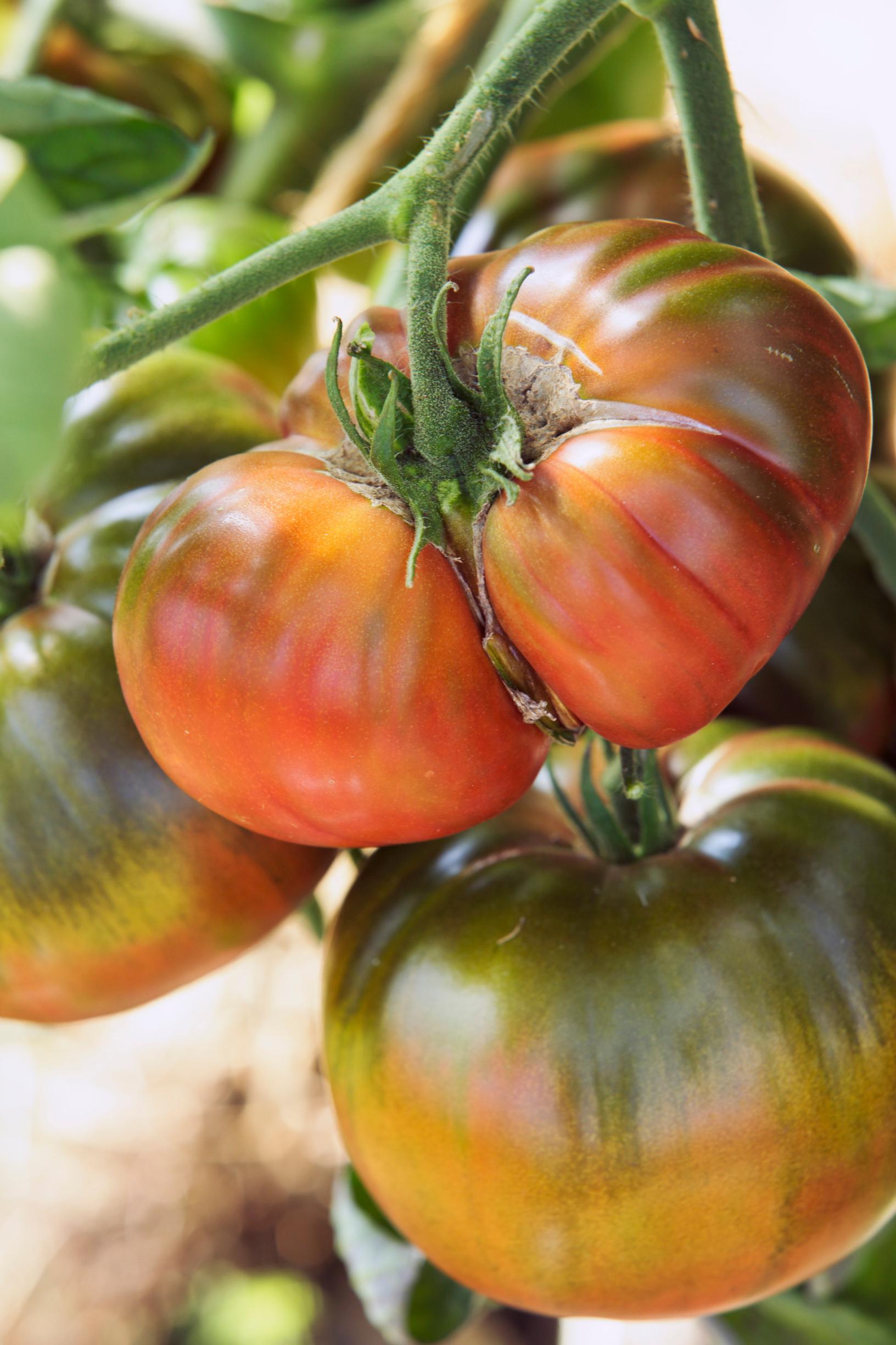 Pihvitomaatti 'Black Russian'