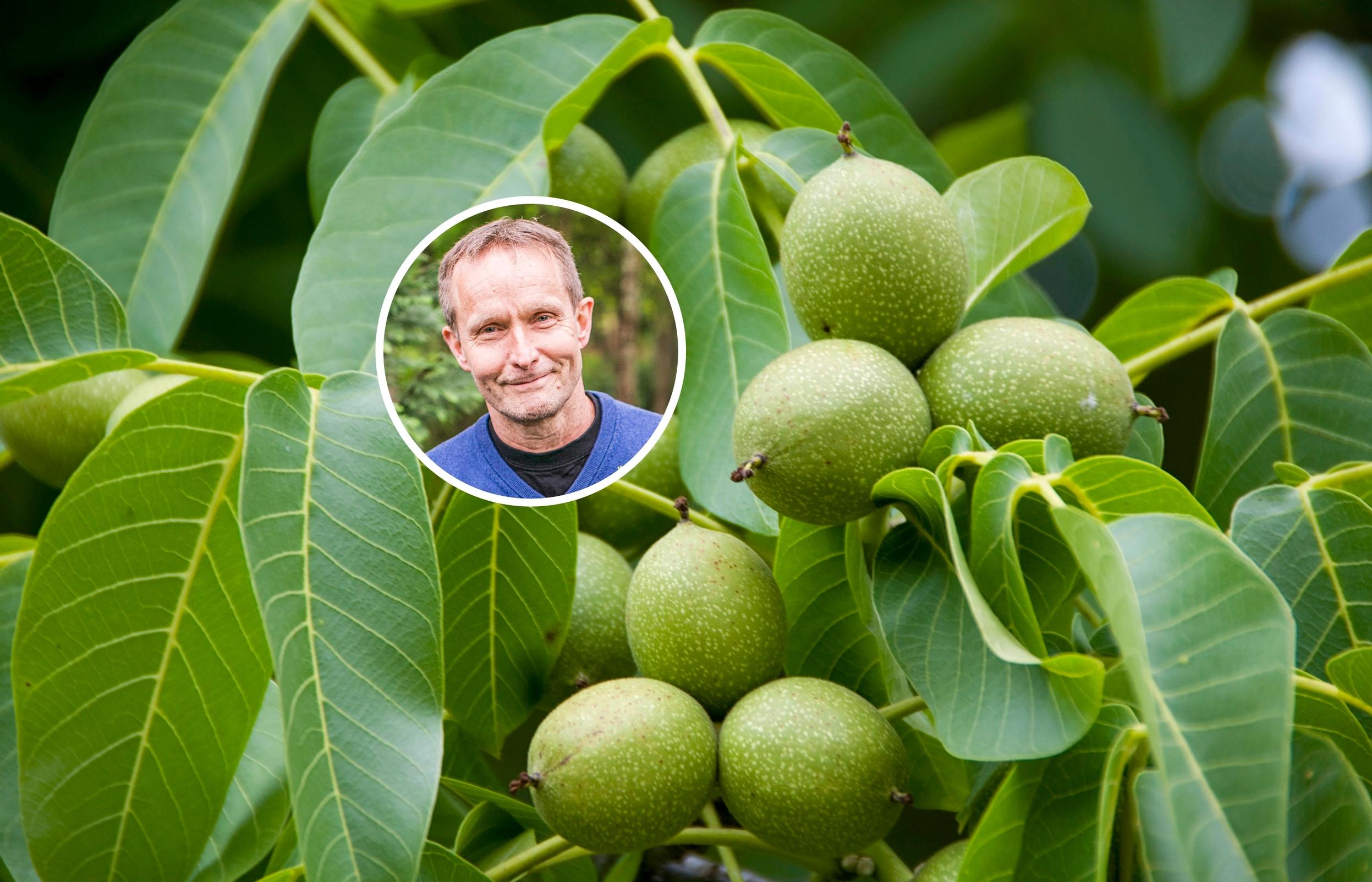 Pihat tarvitsevat uusia puulajeja, sanoo asiantuntija – näitä puita hän istuttaisi nyt