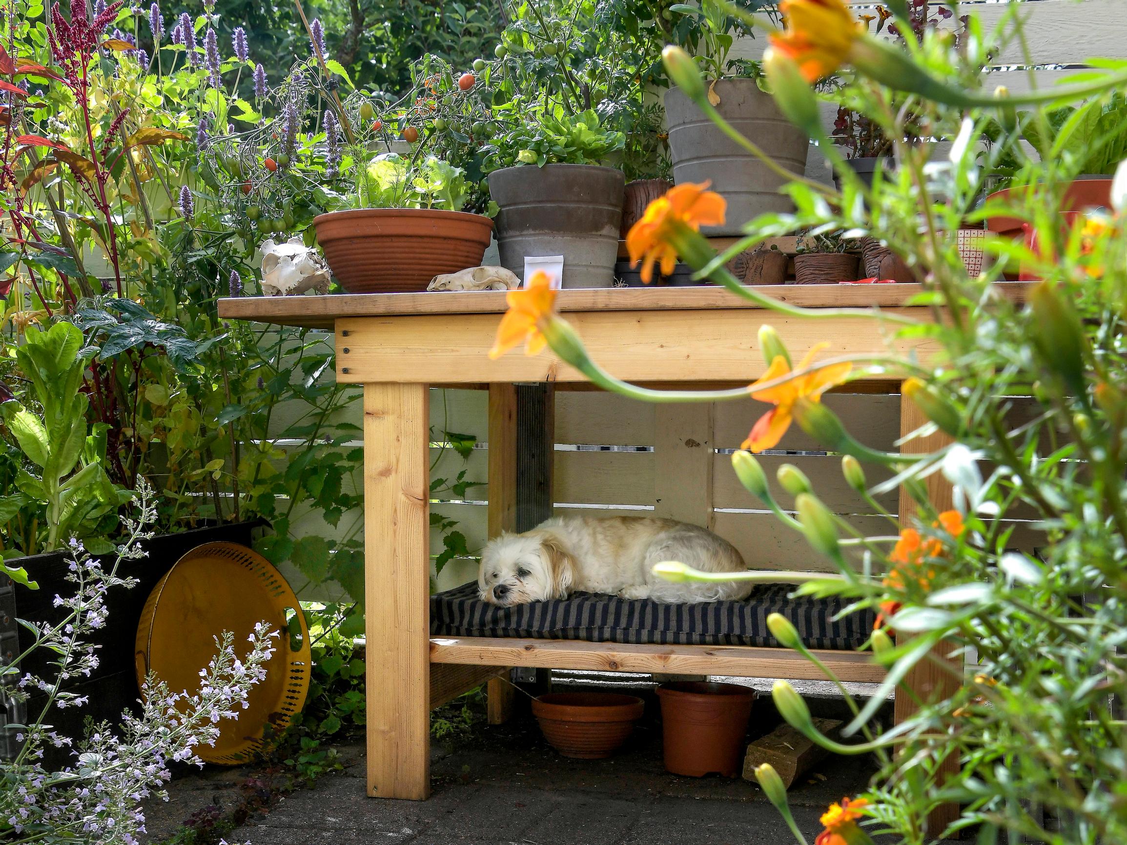 Miten tehdä pihasta koiraystävällinen? Puutarhasuunnittelija jakaa vinkkinsä