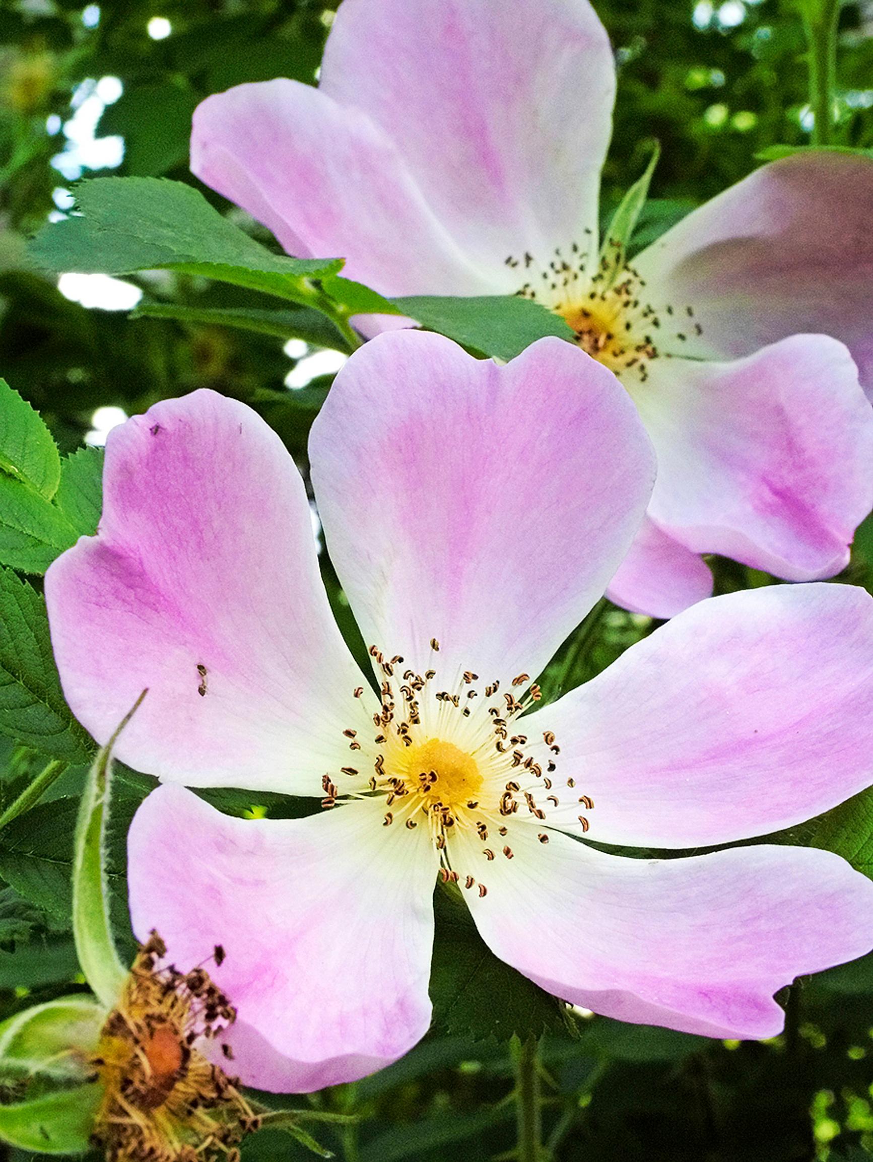 Kaihoruusu, Rosa 'Ristinummi'