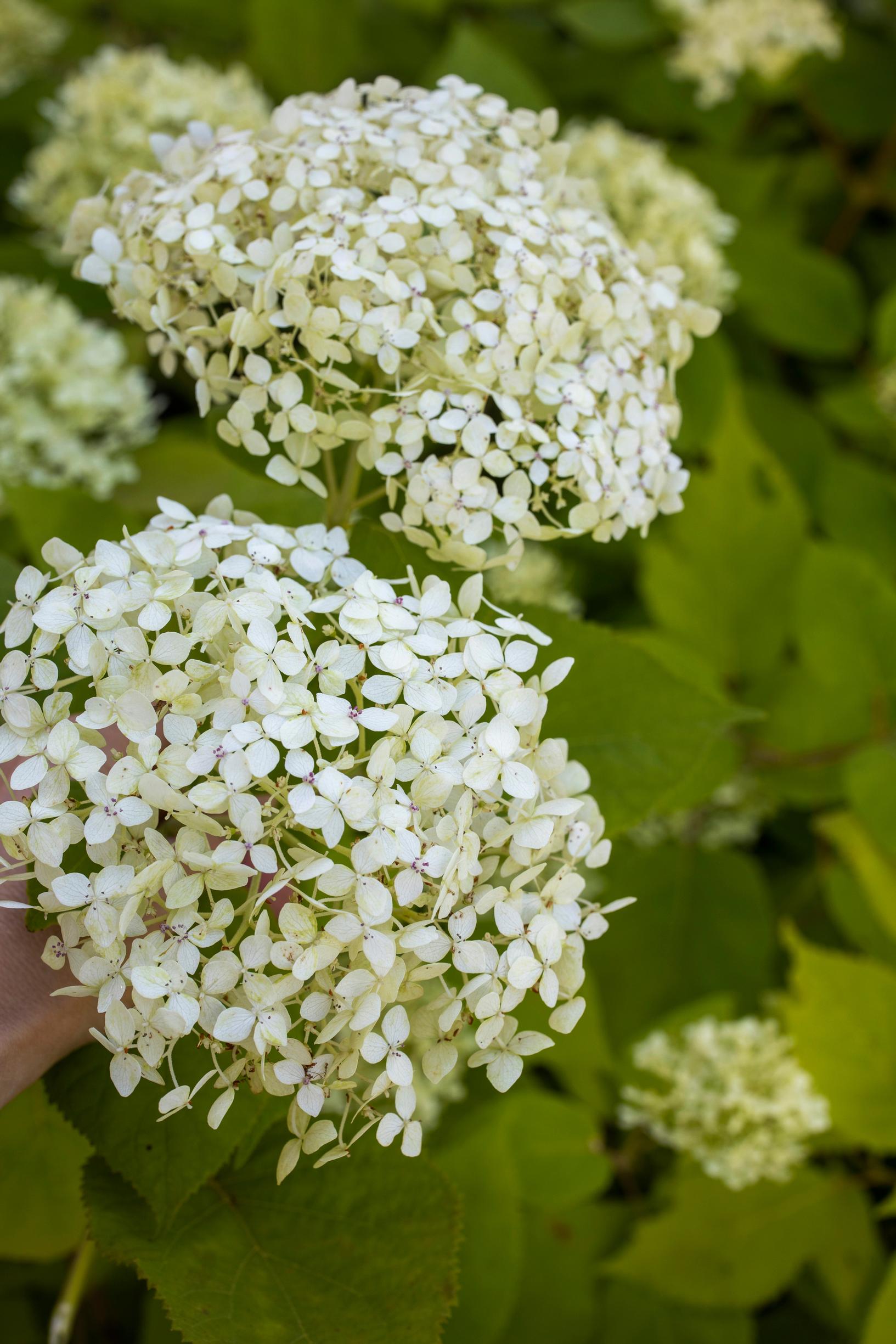 Pallohortensia Lime Rickey