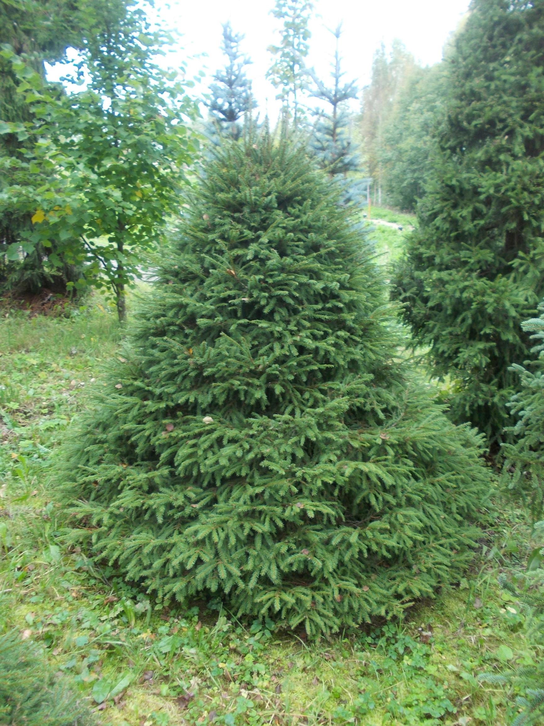 Kääpiökuusi 'Menninkäinen'