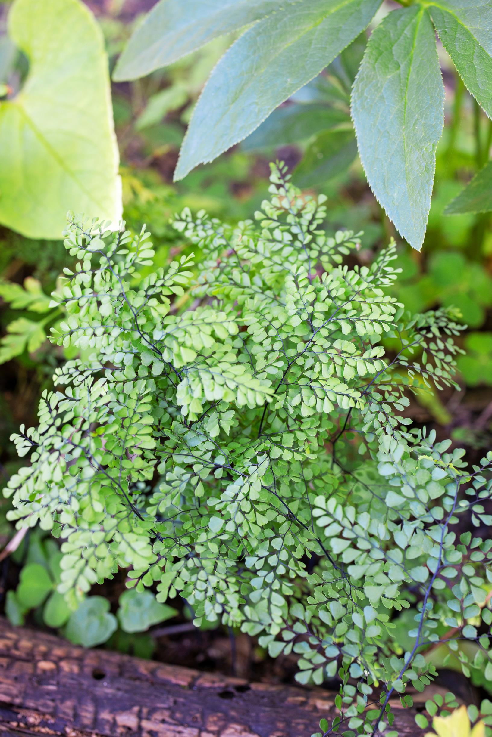Himalajanadiantum