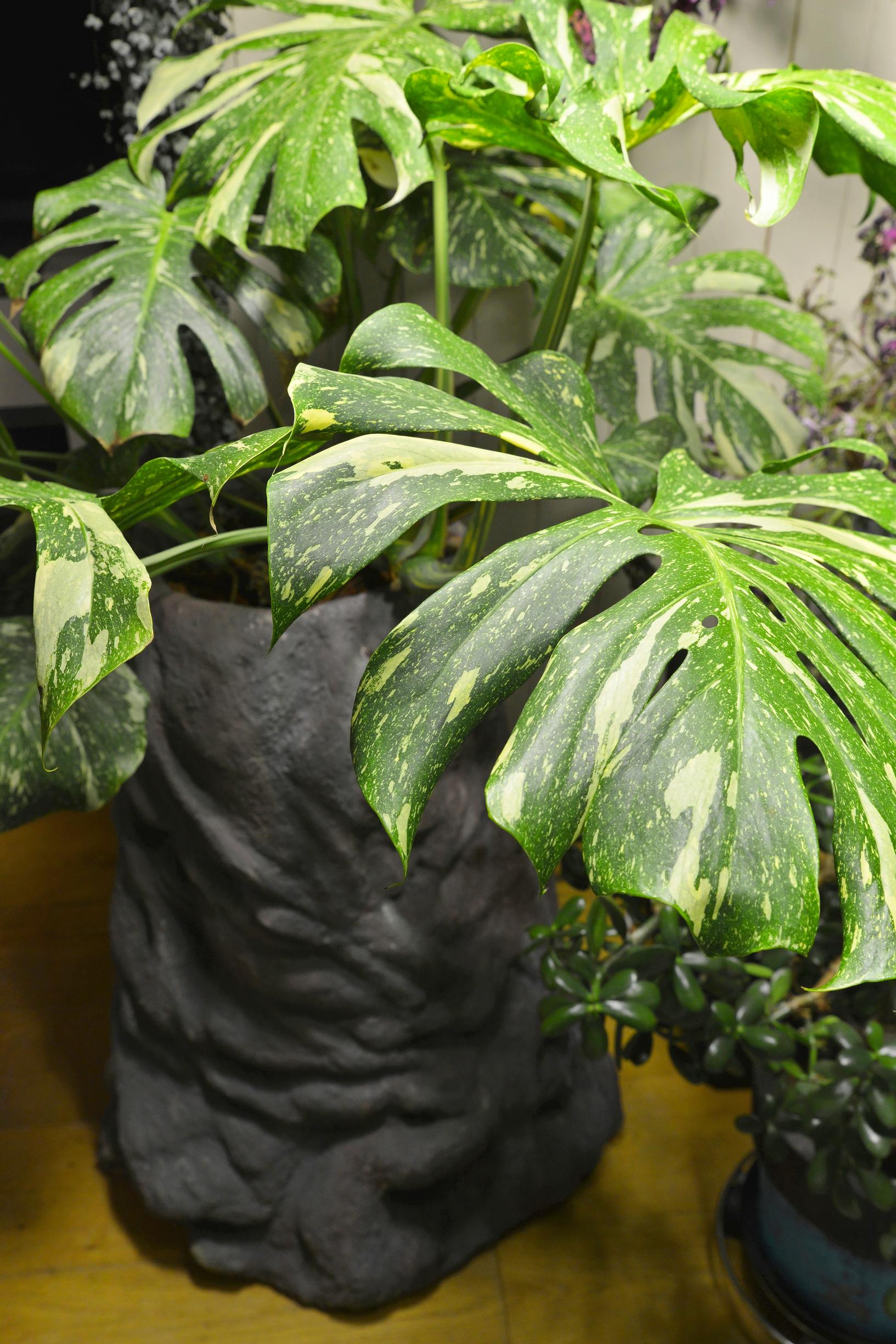 Peikonlehti 'Thai Constellation' kasvaa itse tehdyssä betoniruukussa.